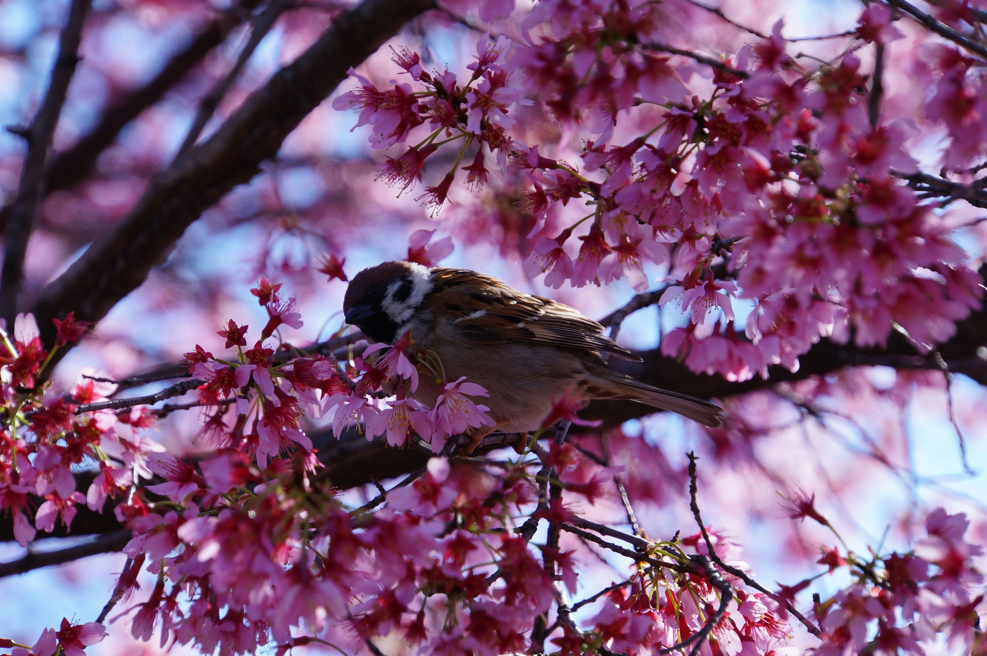 桜の花の中にいる小鳥の鮮やかな画像