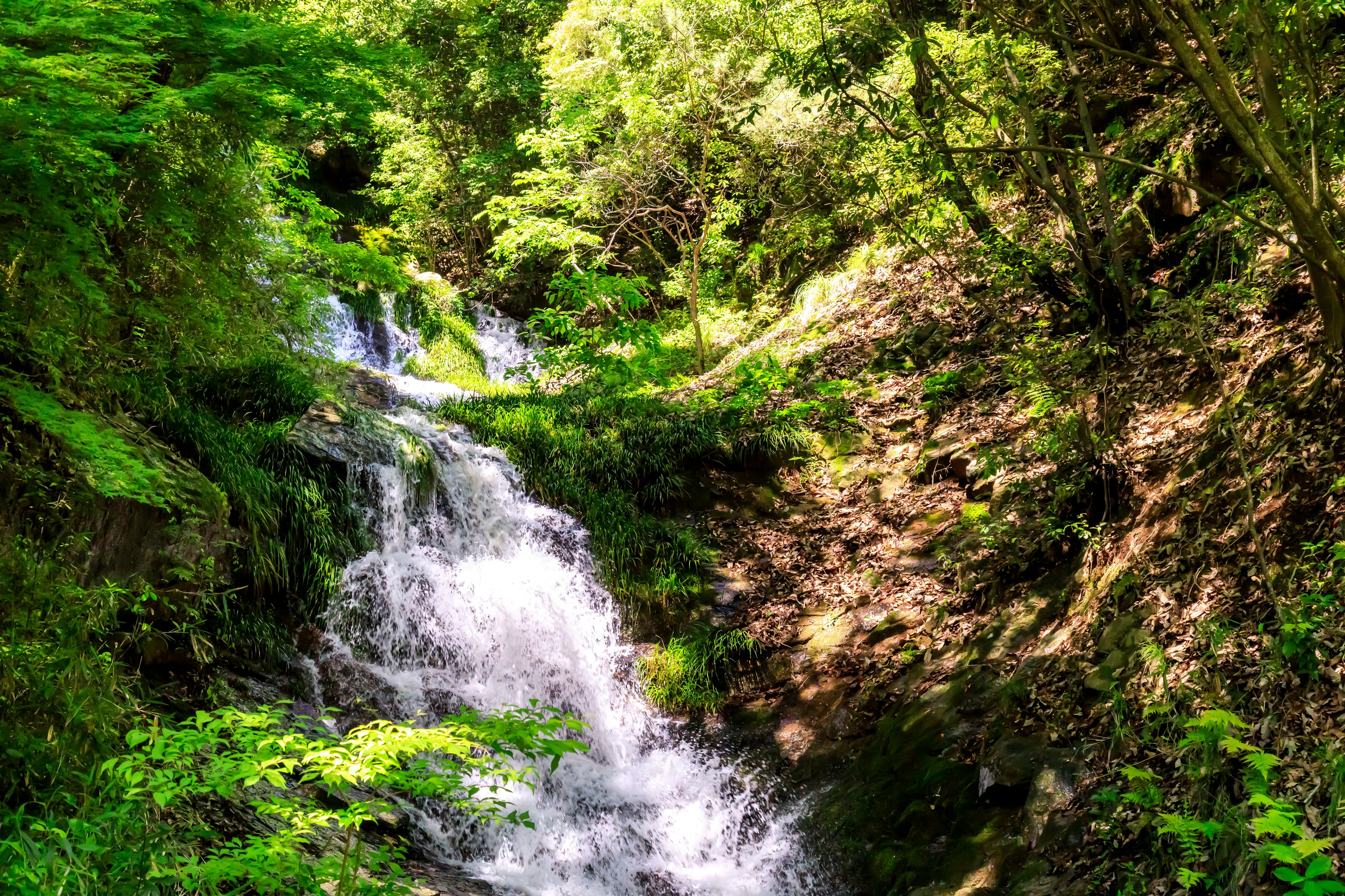 A scenic view of a clear stream flowing through a lush green forest