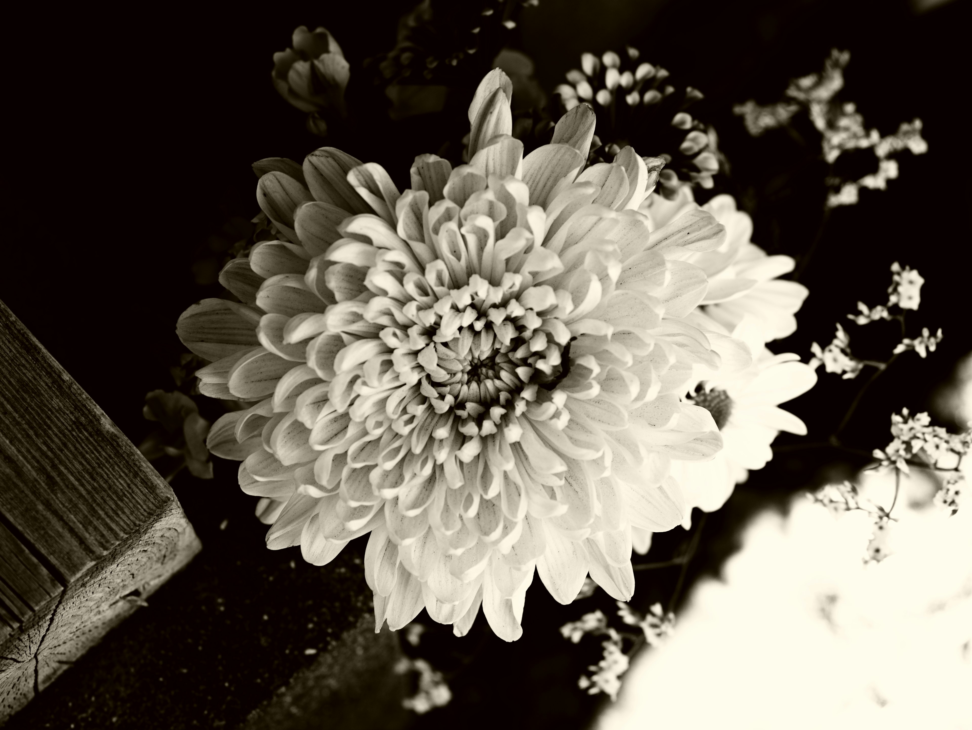 Large white chrysanthemum flower with delicate smaller flowers