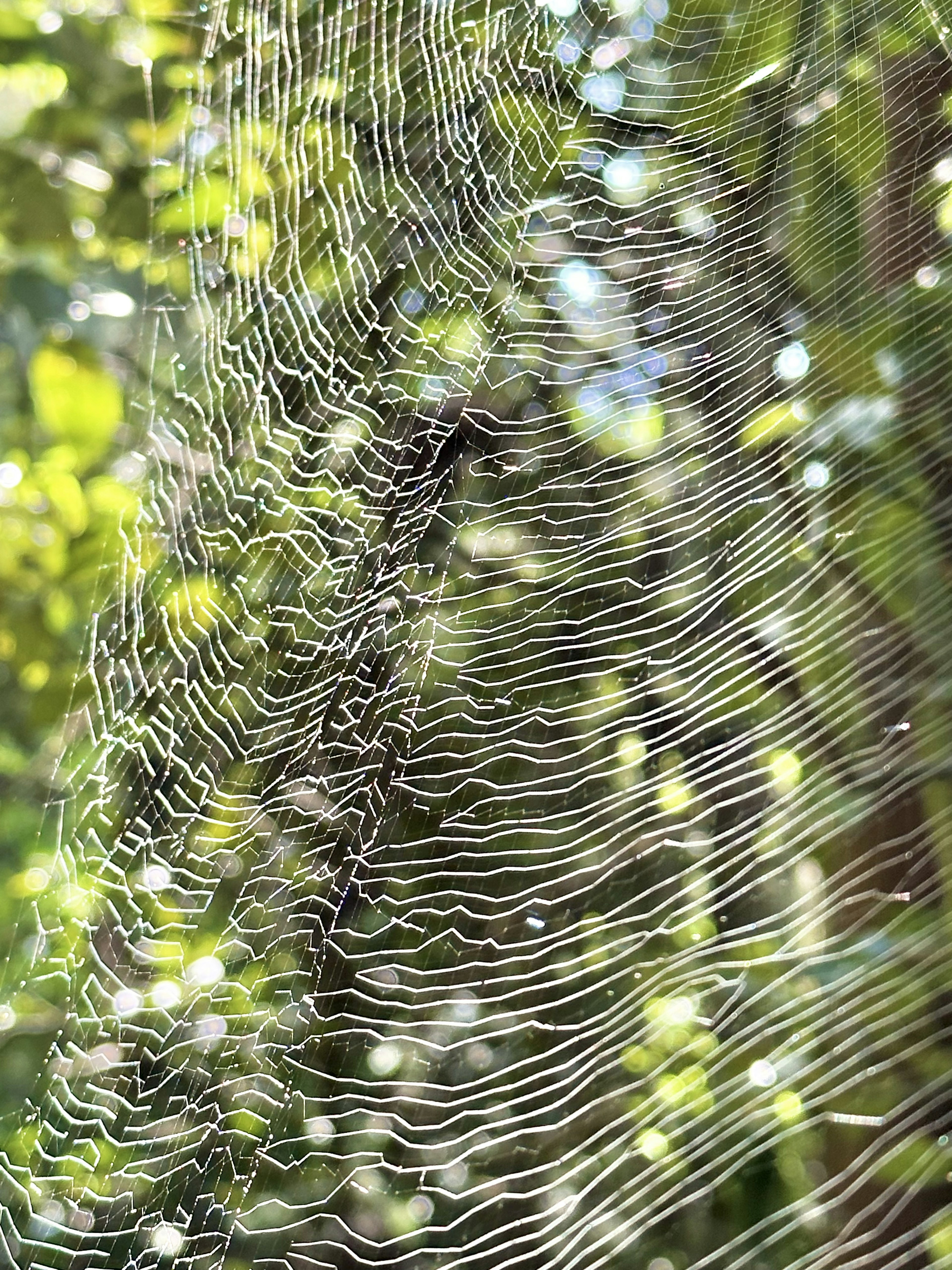 繊細なクモの巣が緑の背景に広がる