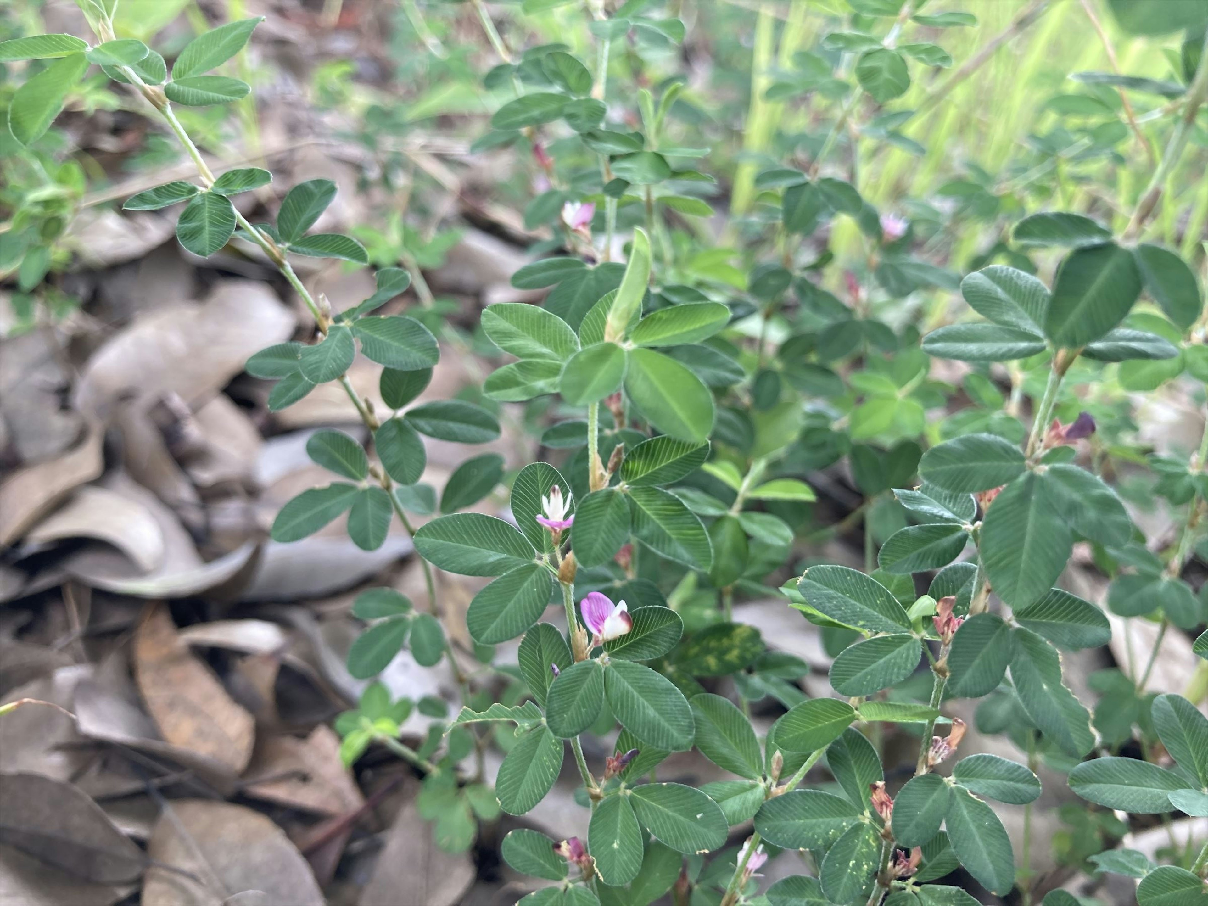 Acercamiento de una planta con hojas verdes y pequeñas flores moradas