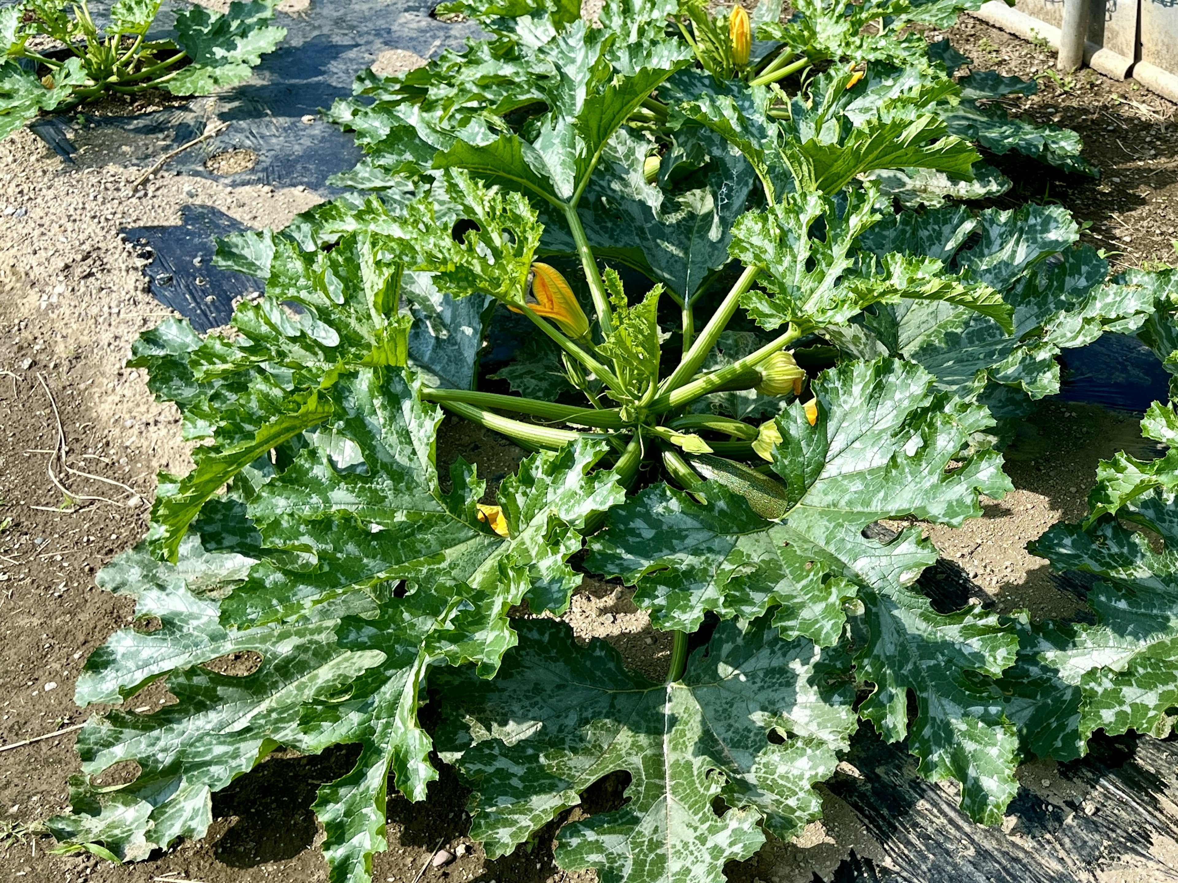 緑のズッキーニの植物が広がり、黄色い花が咲いている