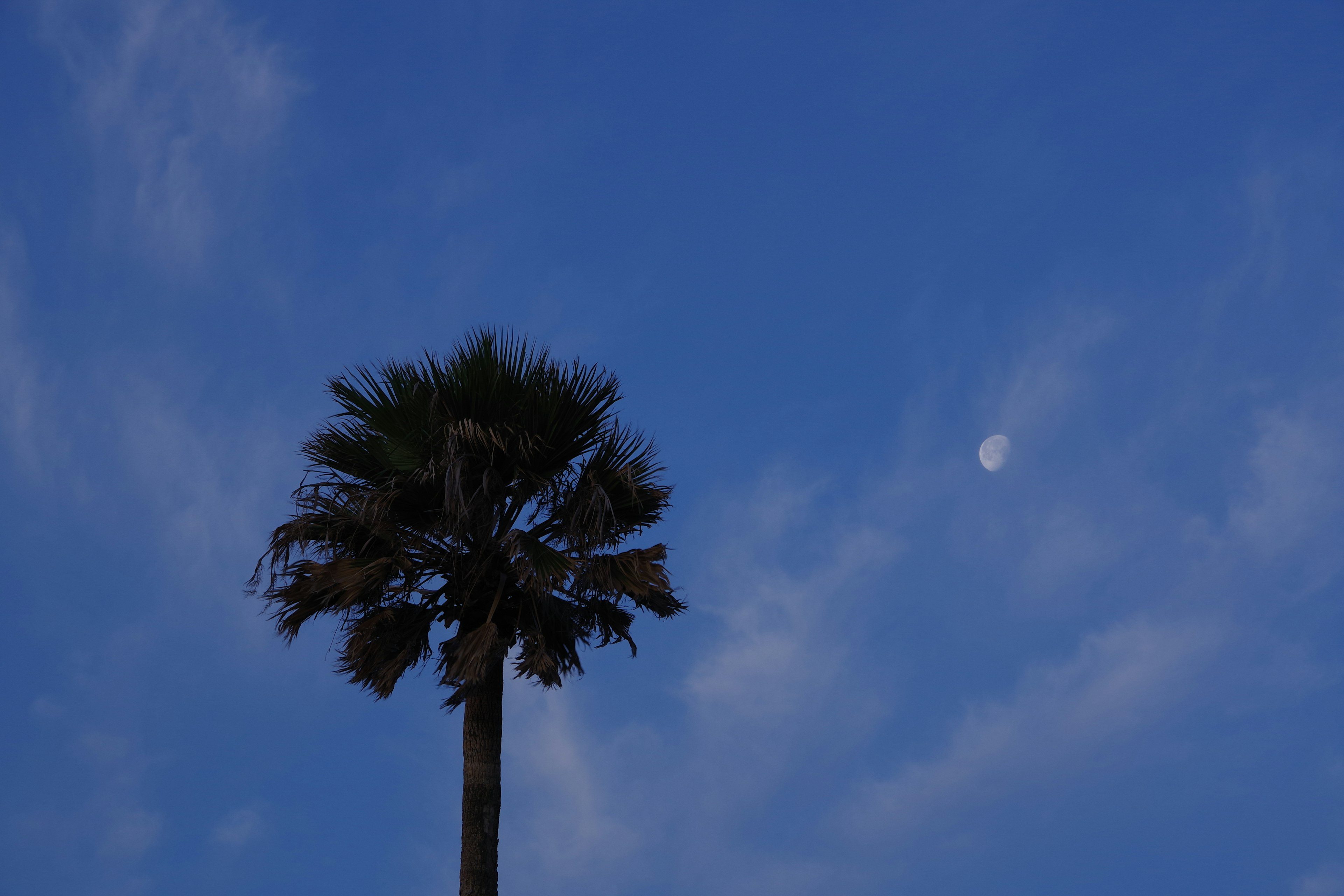 青空に浮かぶ月とヤシの木