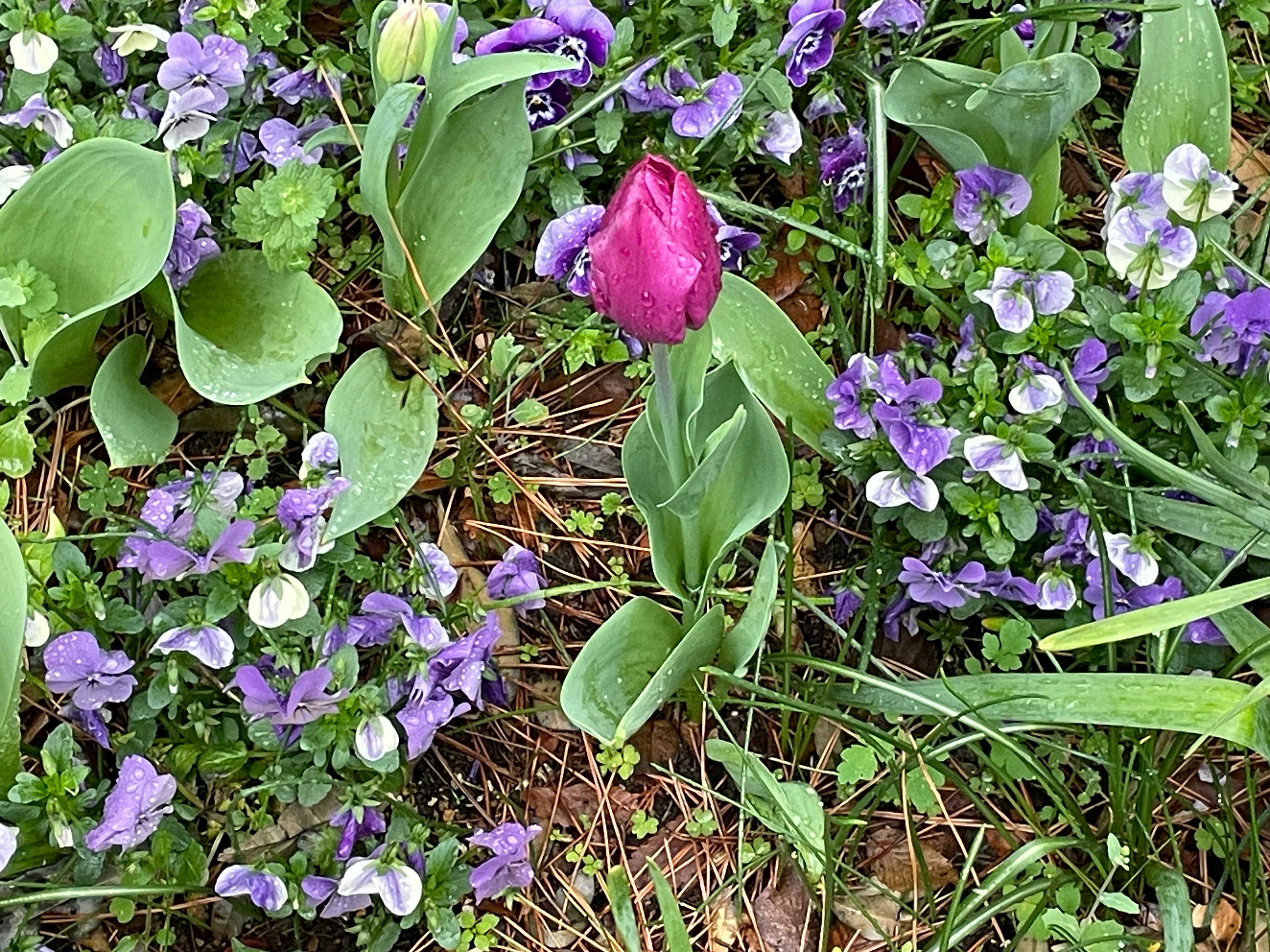 色とりどりの紫色の花に囲まれたピンクのチューリップ