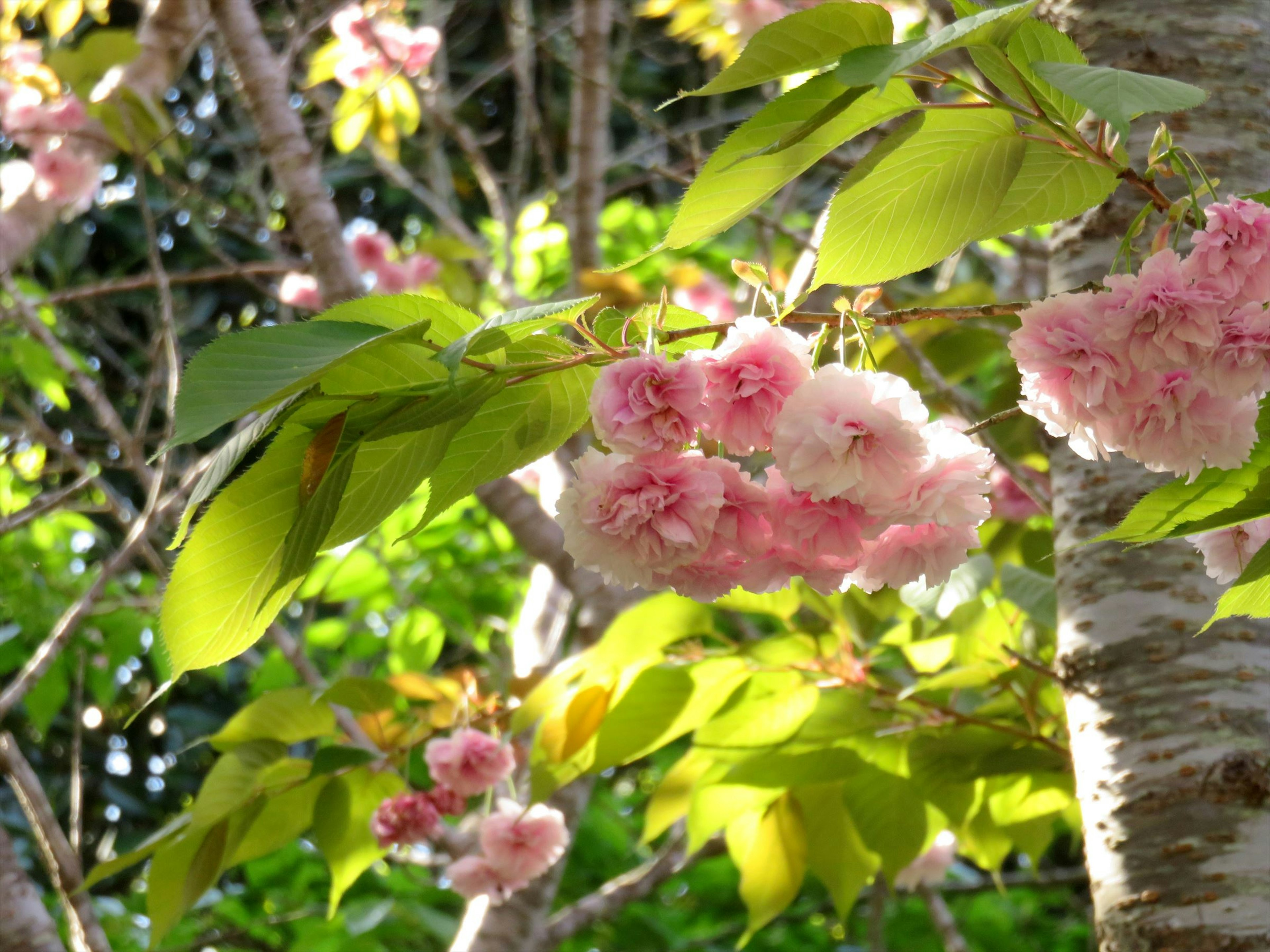 Primo piano di rami di albero con grappoli di fiori rosa chiaro e foglie verdi