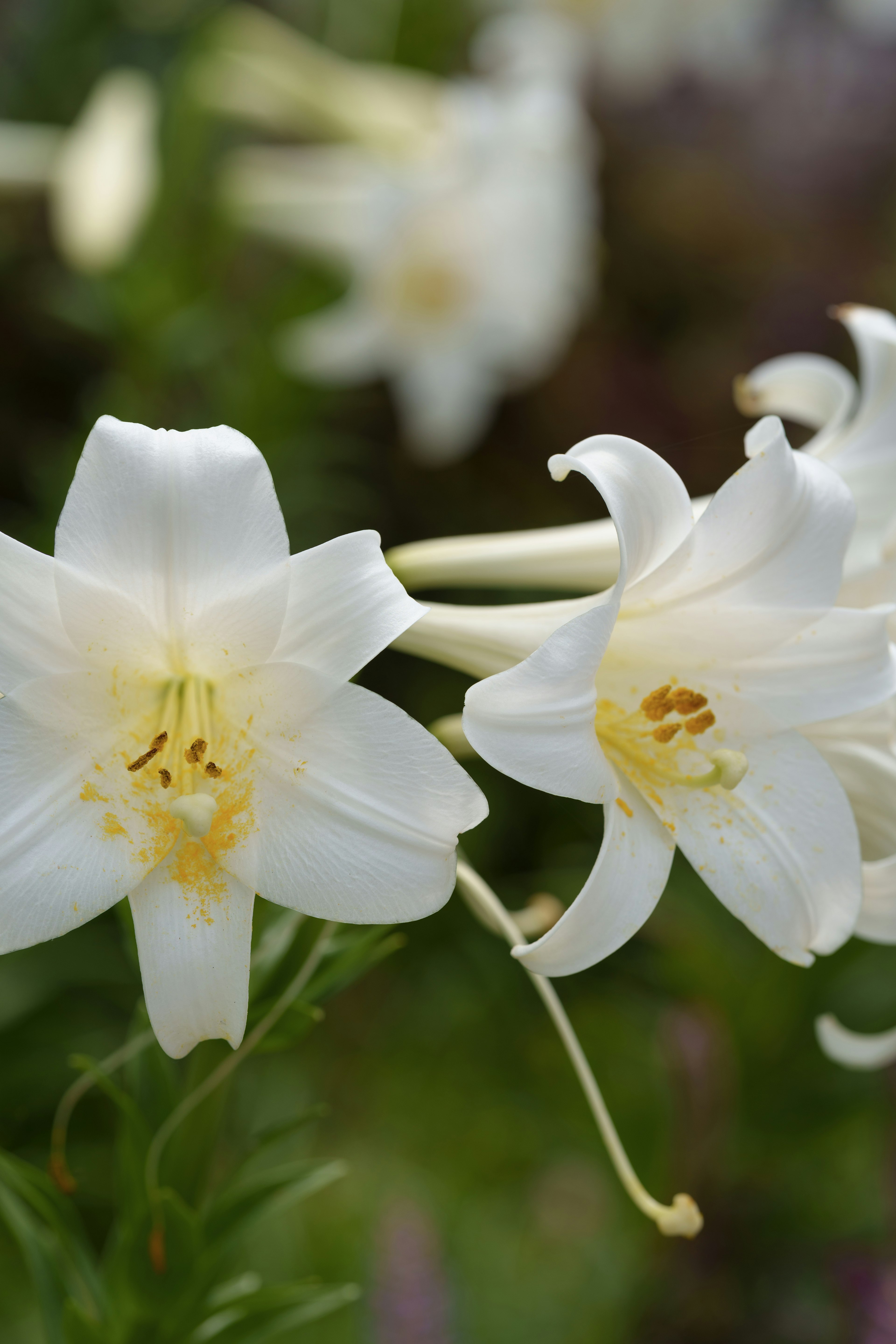 Schöne Szene mit blühenden weißen Lilien