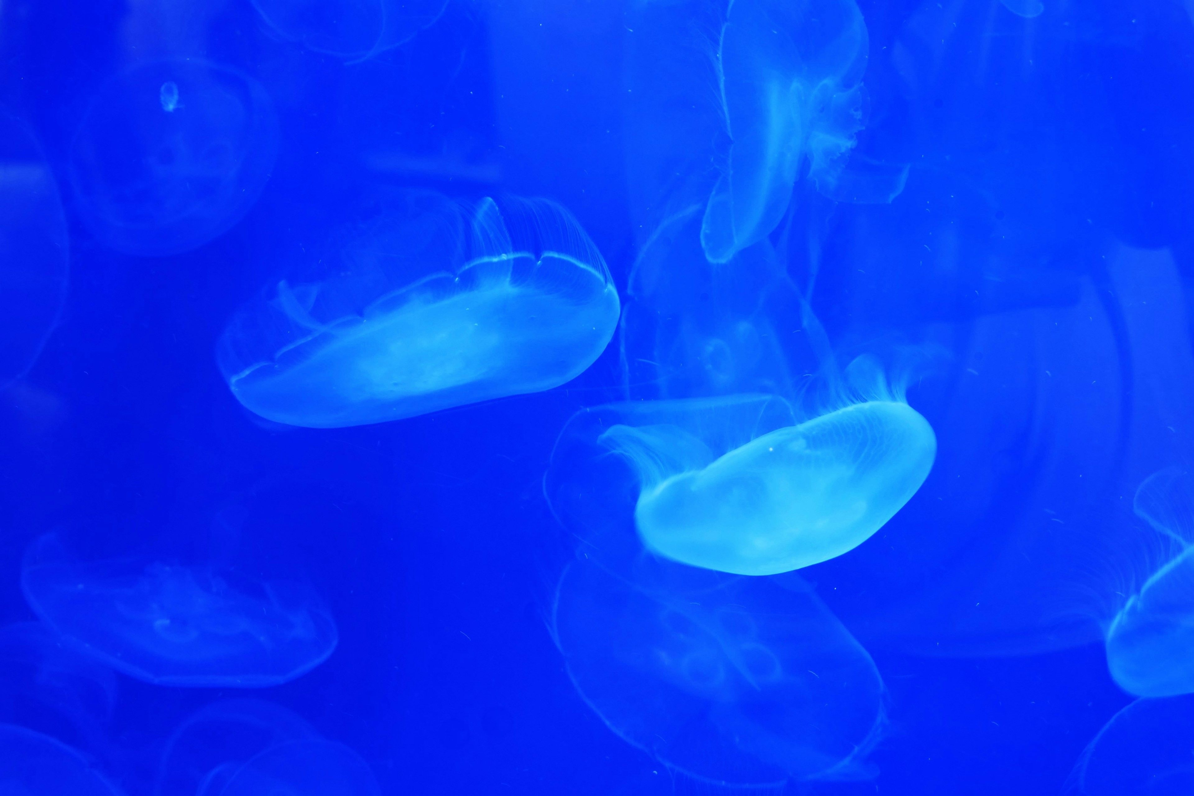 Un grupo de medusas flotando en agua azul