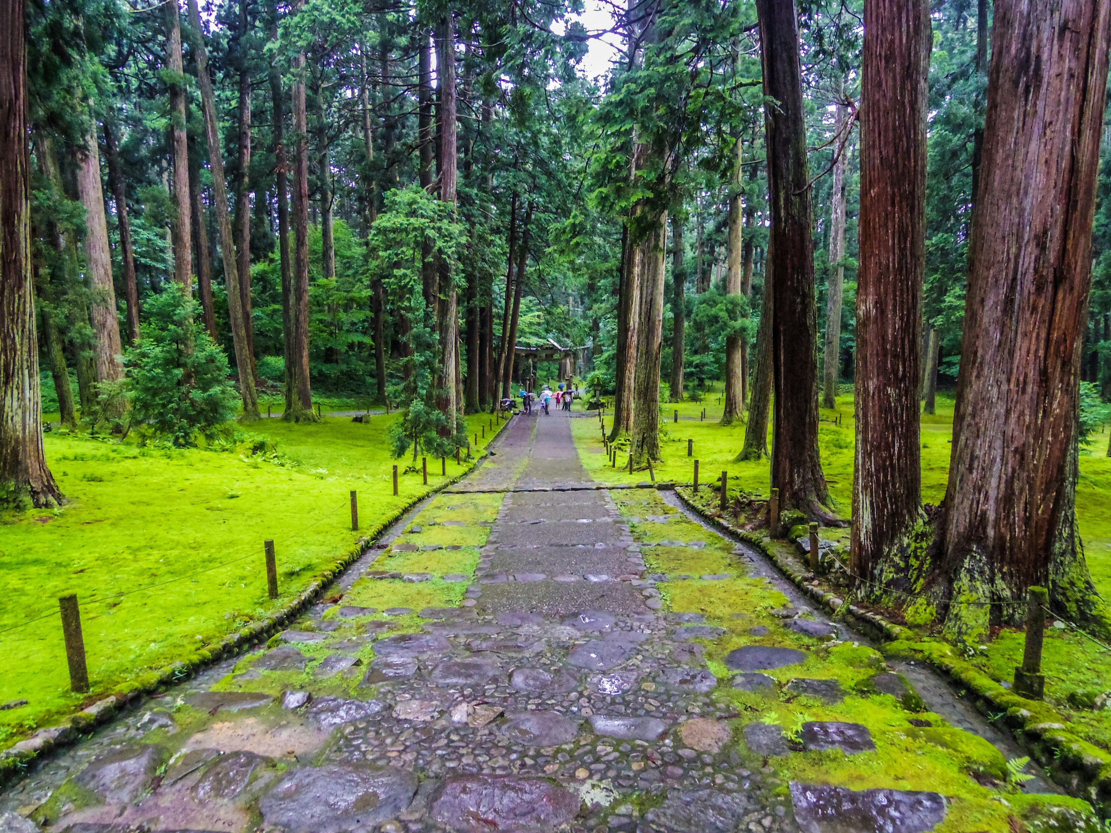 Jalan setapak batu di hutan lebat dengan pohon-pohon tinggi di sisi