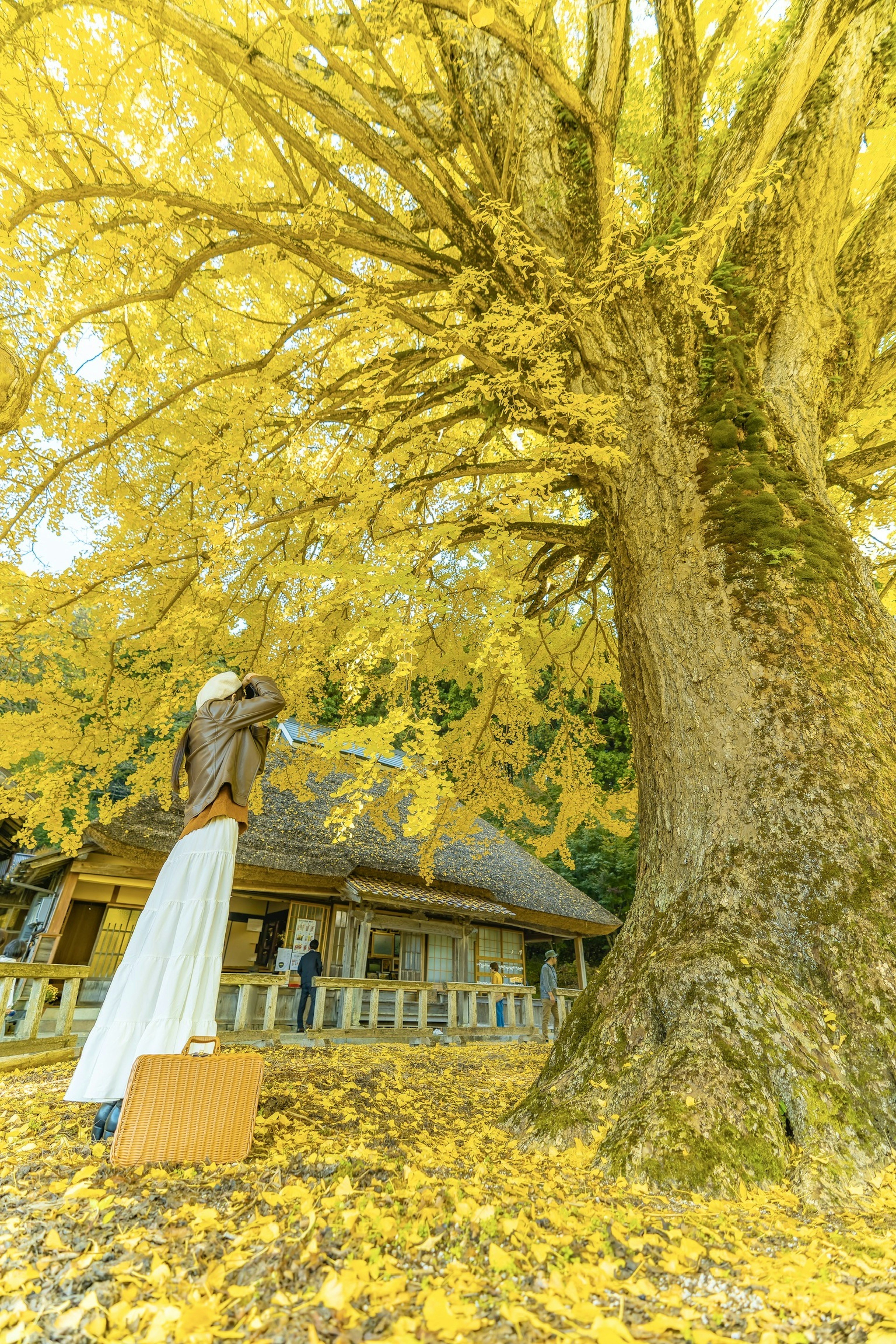 Frau macht ein Foto unter einem großen Baum mit gelben Blättern