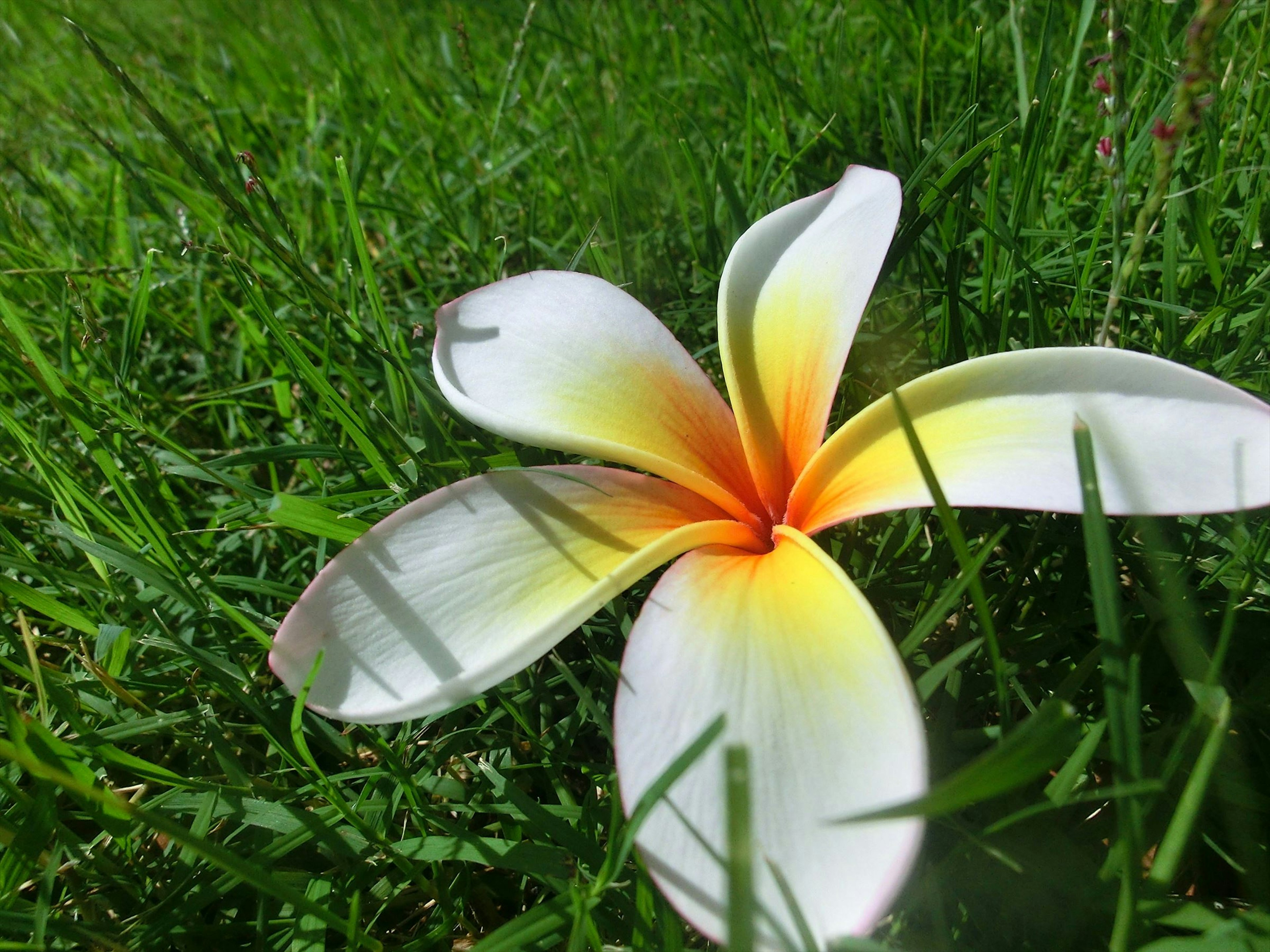 Plumeria flower resting on green grass