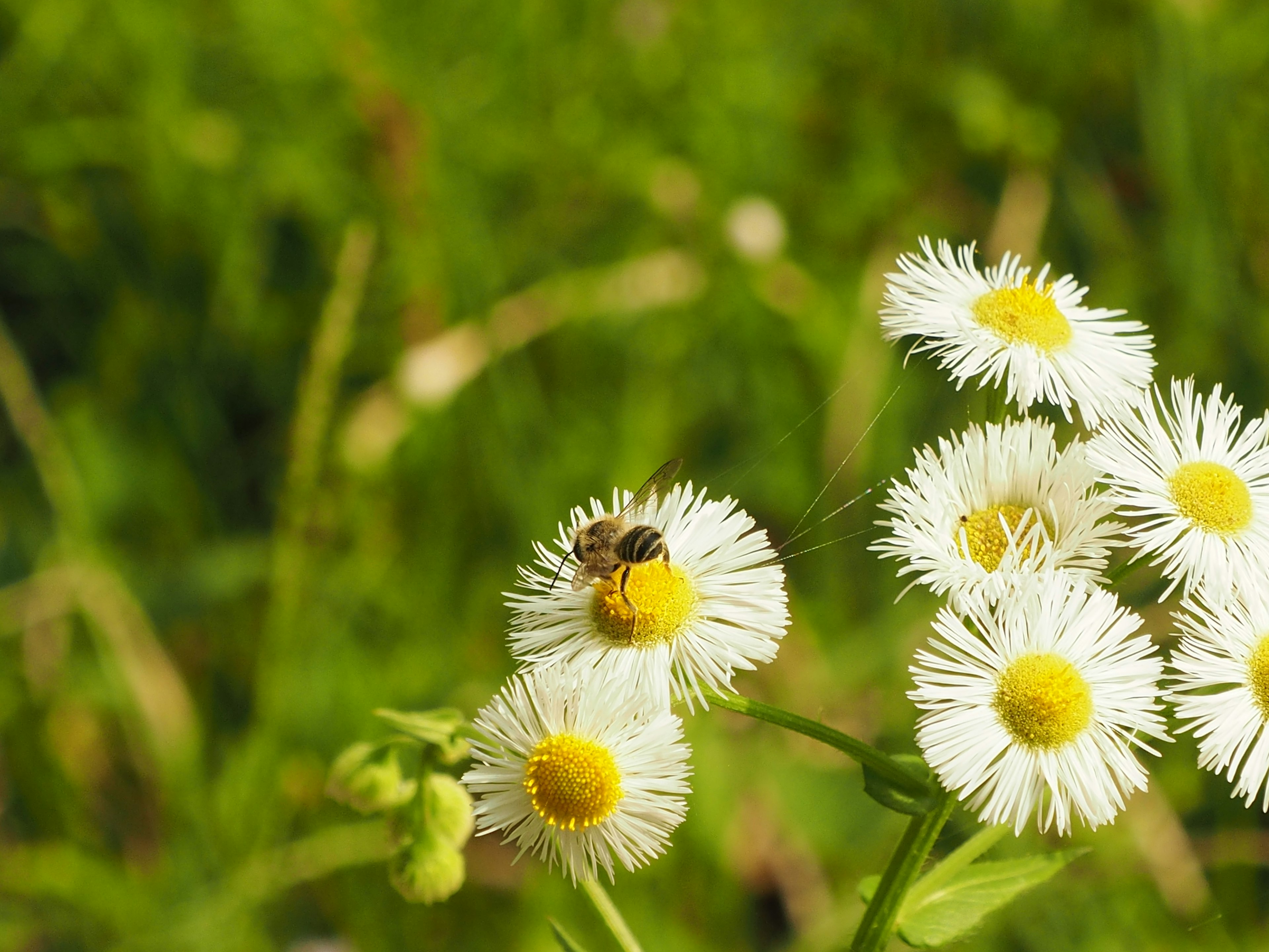 Ape su fiori bianchi con centri gialli nell'erba verde