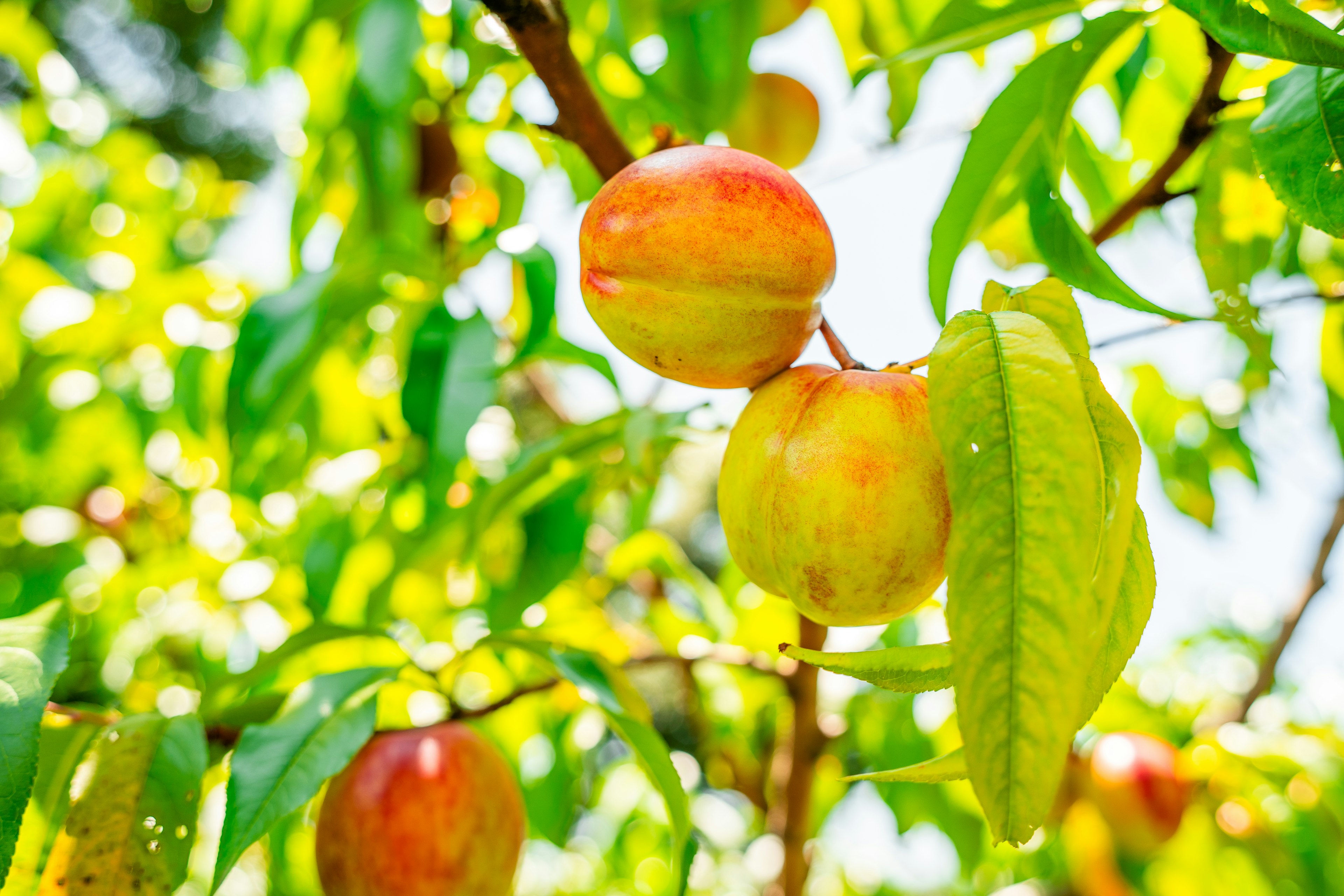 Duraznos coloridos creciendo en una rama de árbol rodeados de hojas verdes