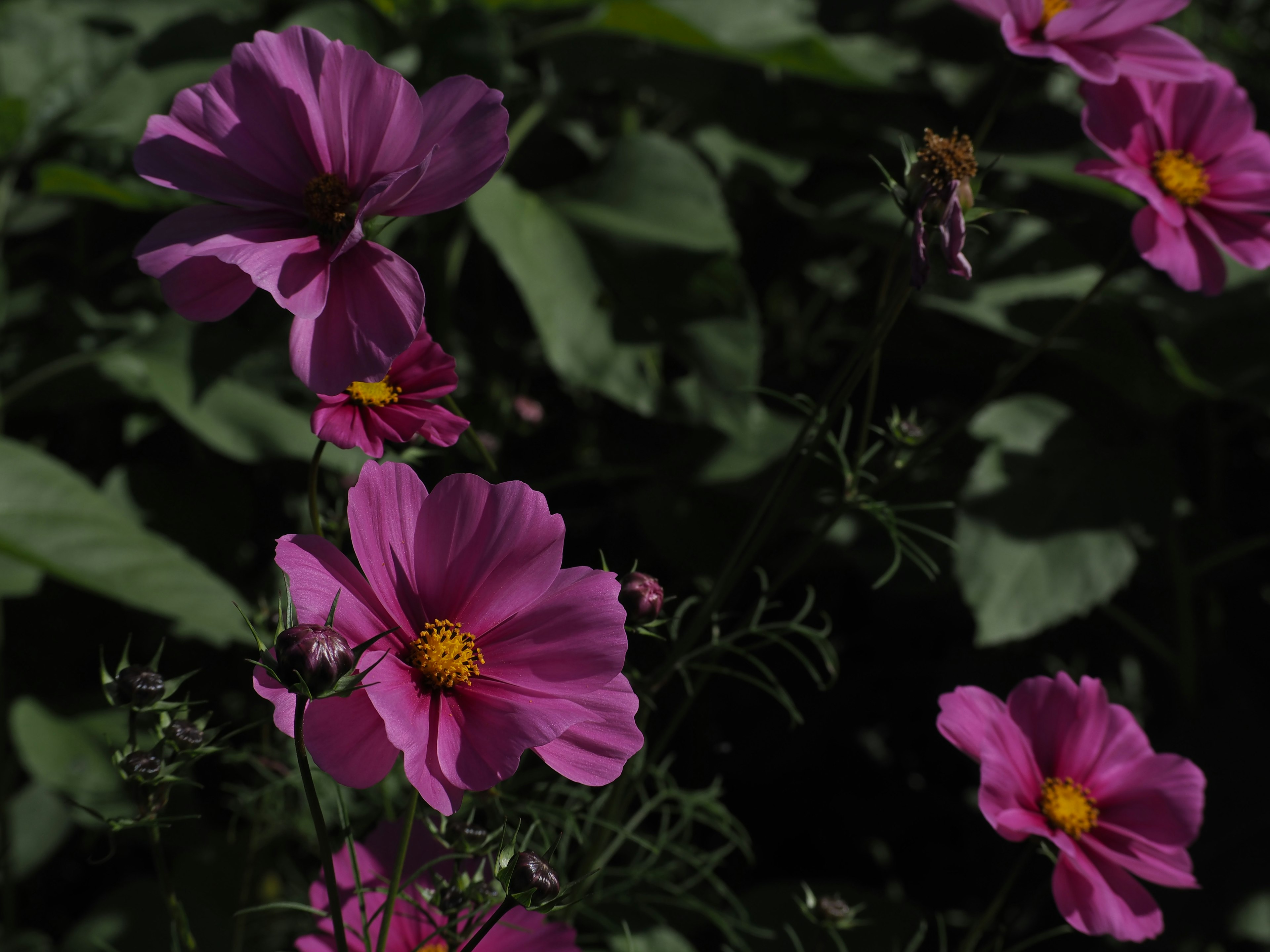 ピンクの花が緑の葉の中に咲いている様子