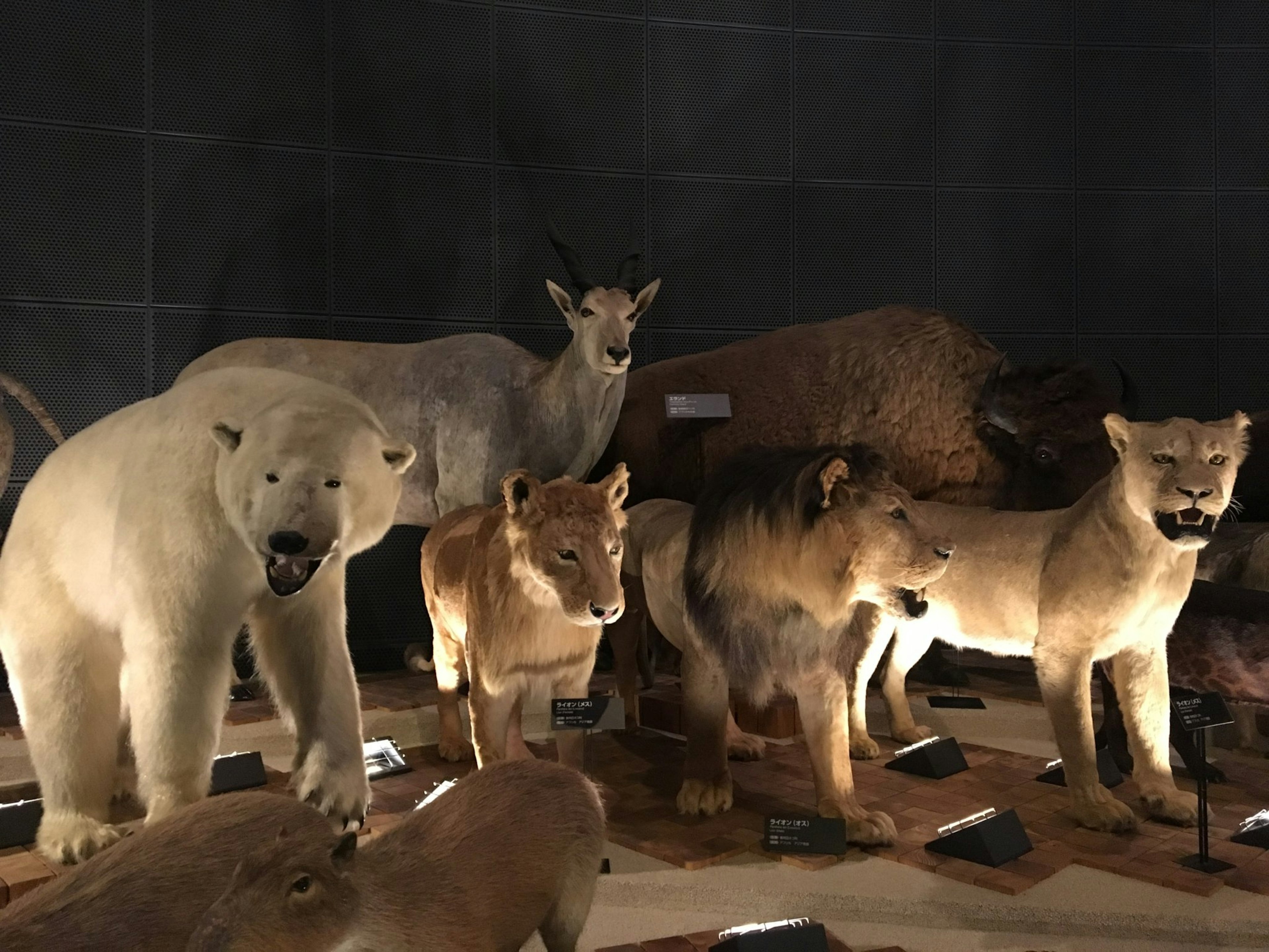 Exposition d'animaux naturalisés incluant un ours polaire, des lions et d'autres animaux sauvages