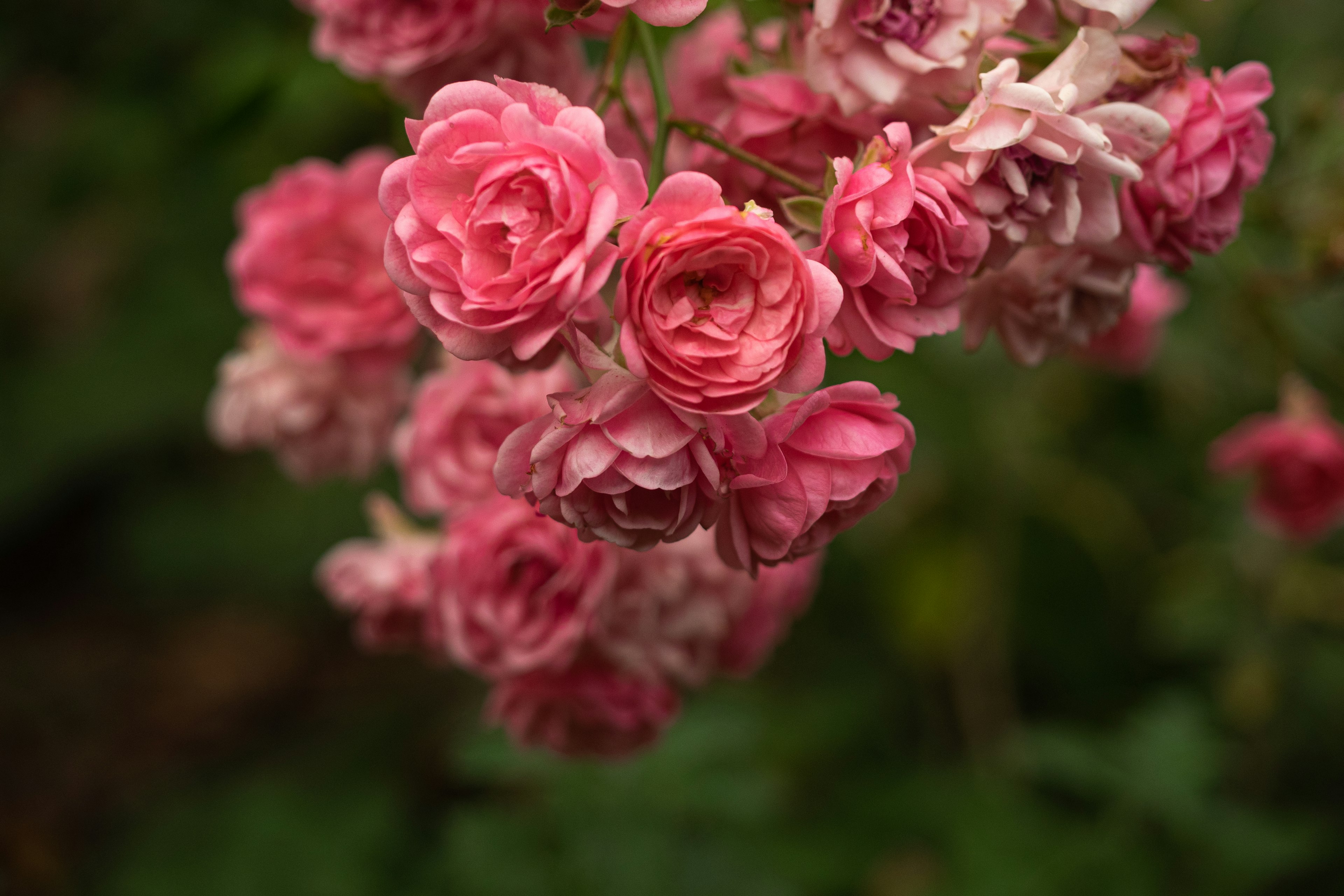 A vibrant cluster of pink roses against a green background