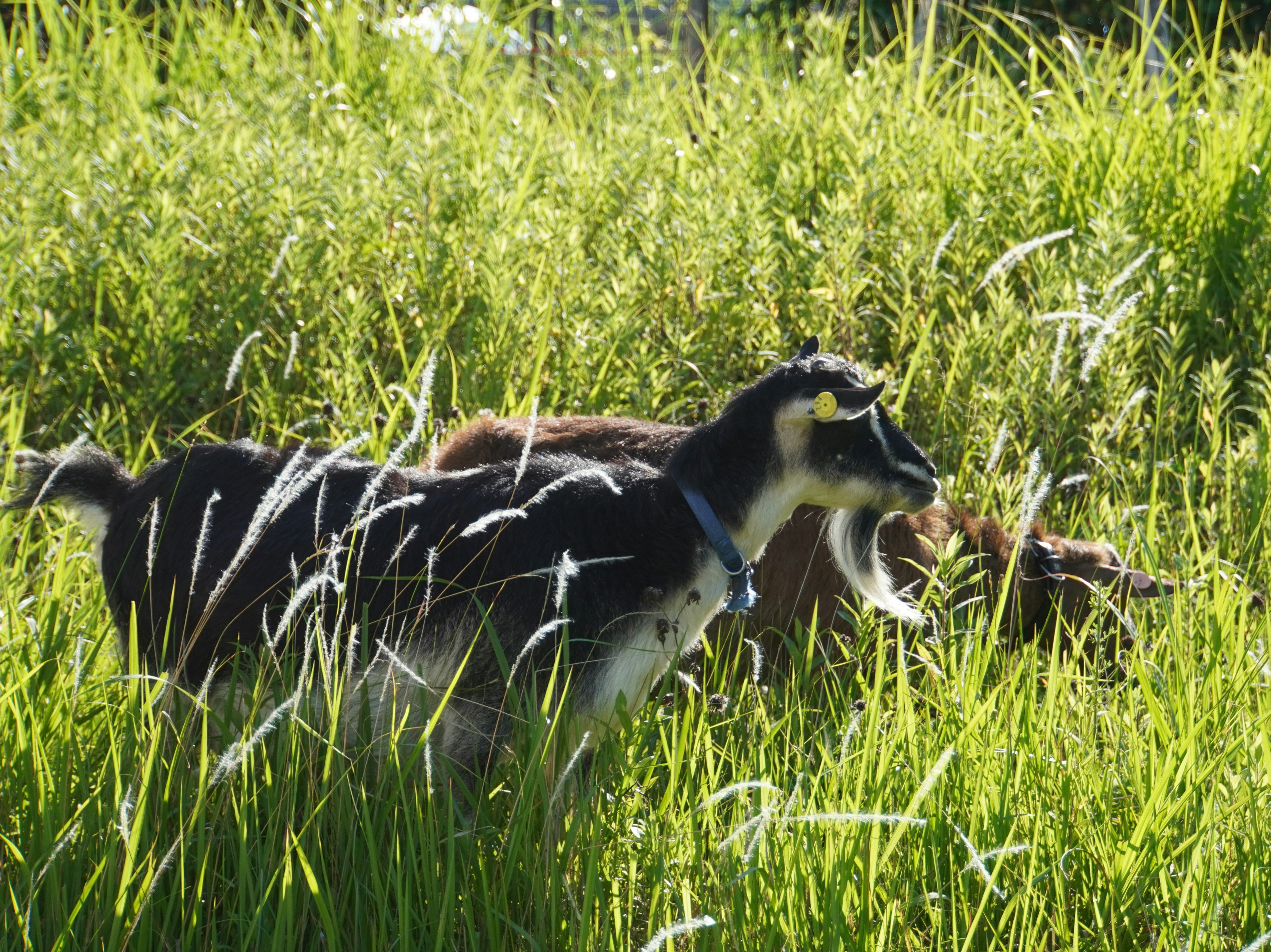 Two goats playing in tall grass