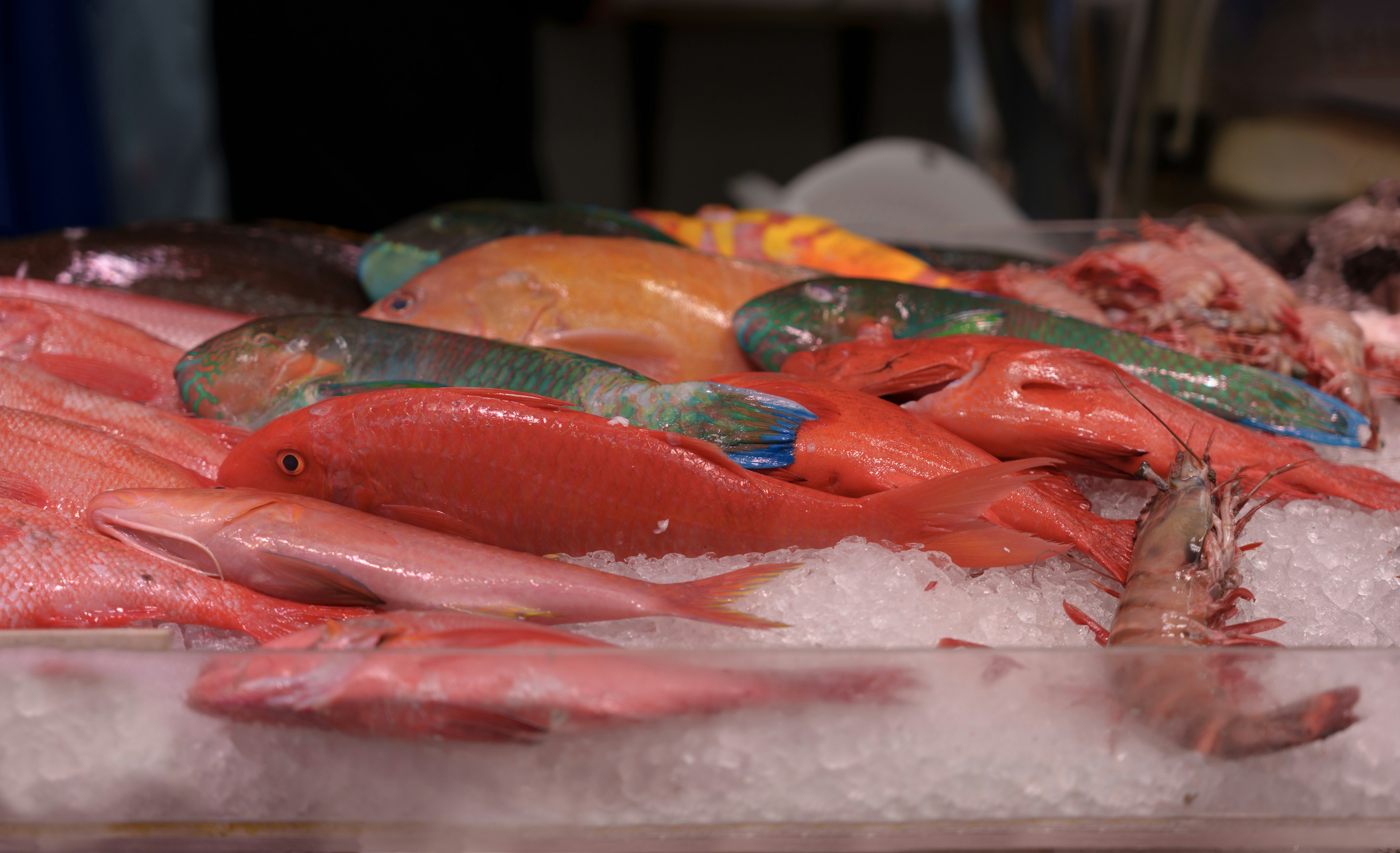 A variety of colorful fish displayed on ice at a seafood market