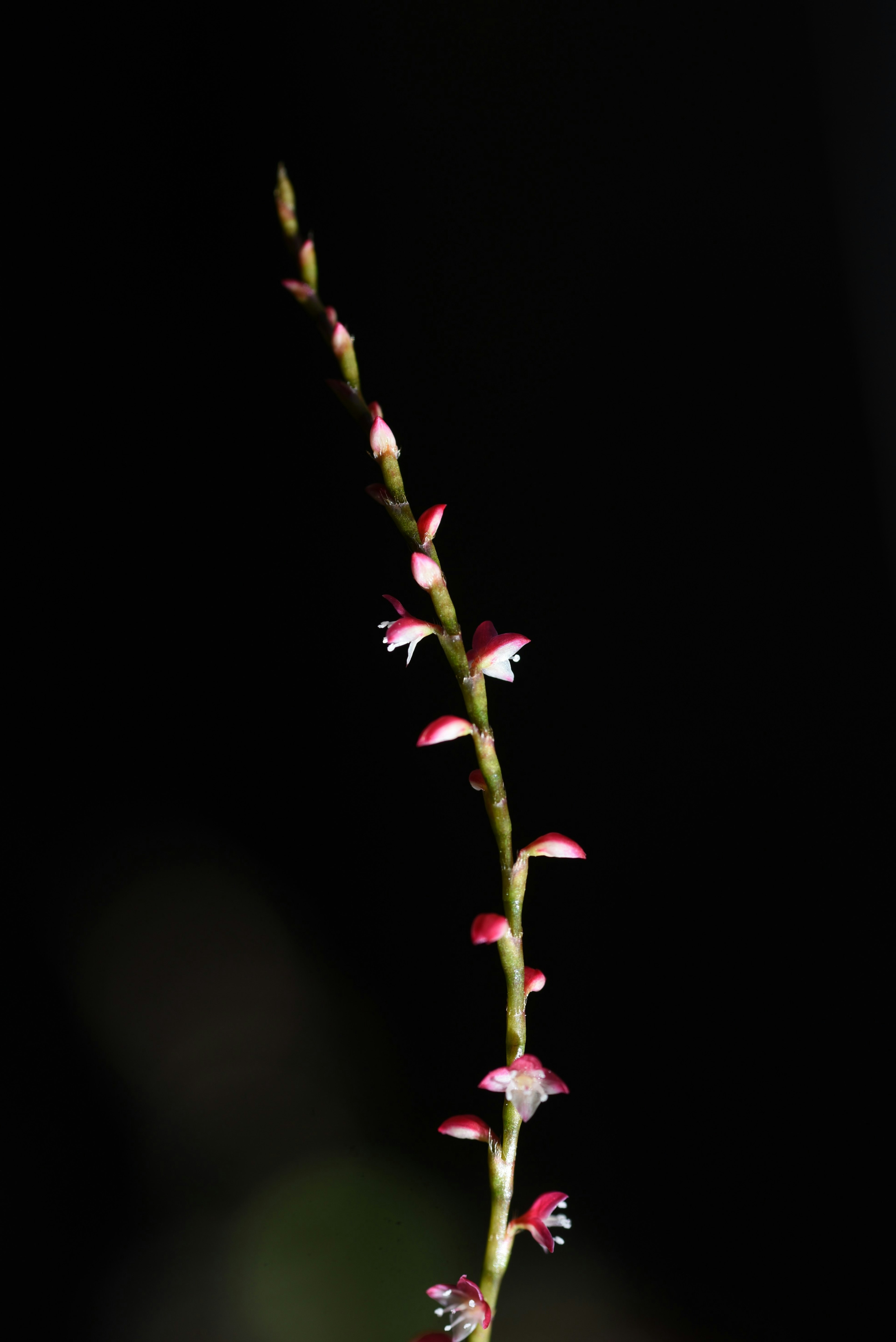 Un tallo de planta delgado con pequeñas flores rojas sobre un fondo oscuro