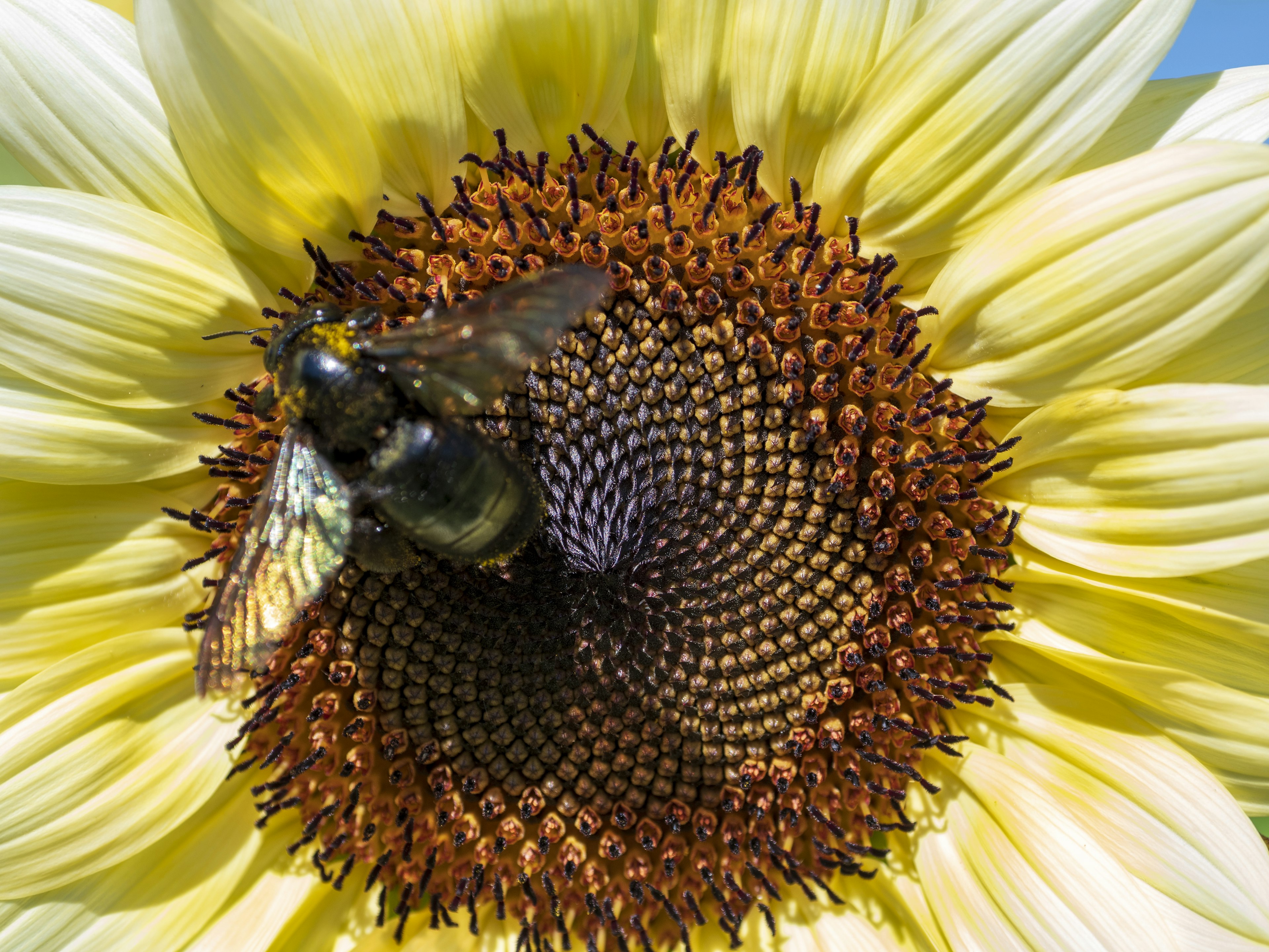 Immagine ravvicinata di un'ape al centro di un girasole