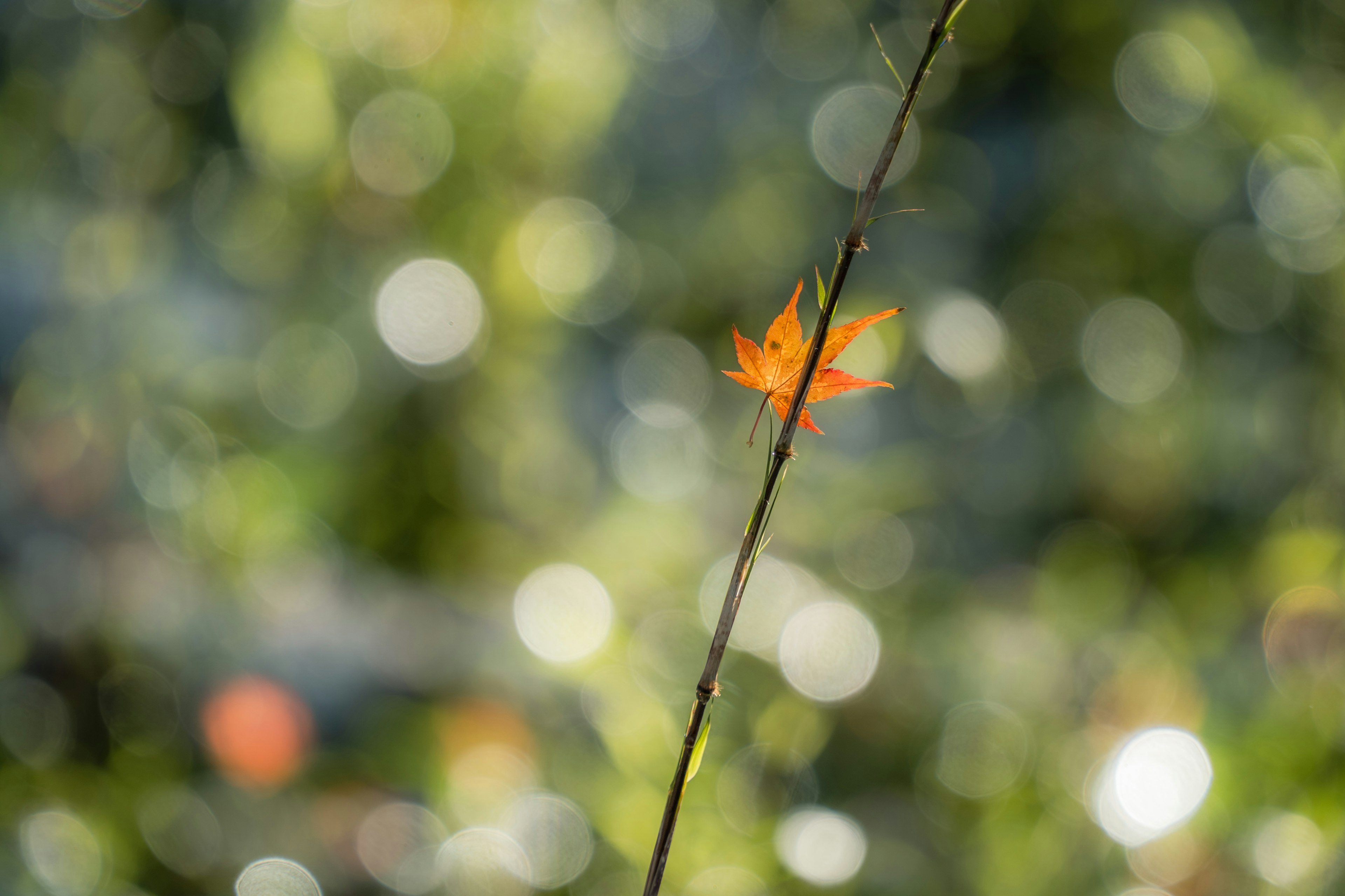 Un arrière-plan flou avec une feuille rouge sur une branche dans la nature