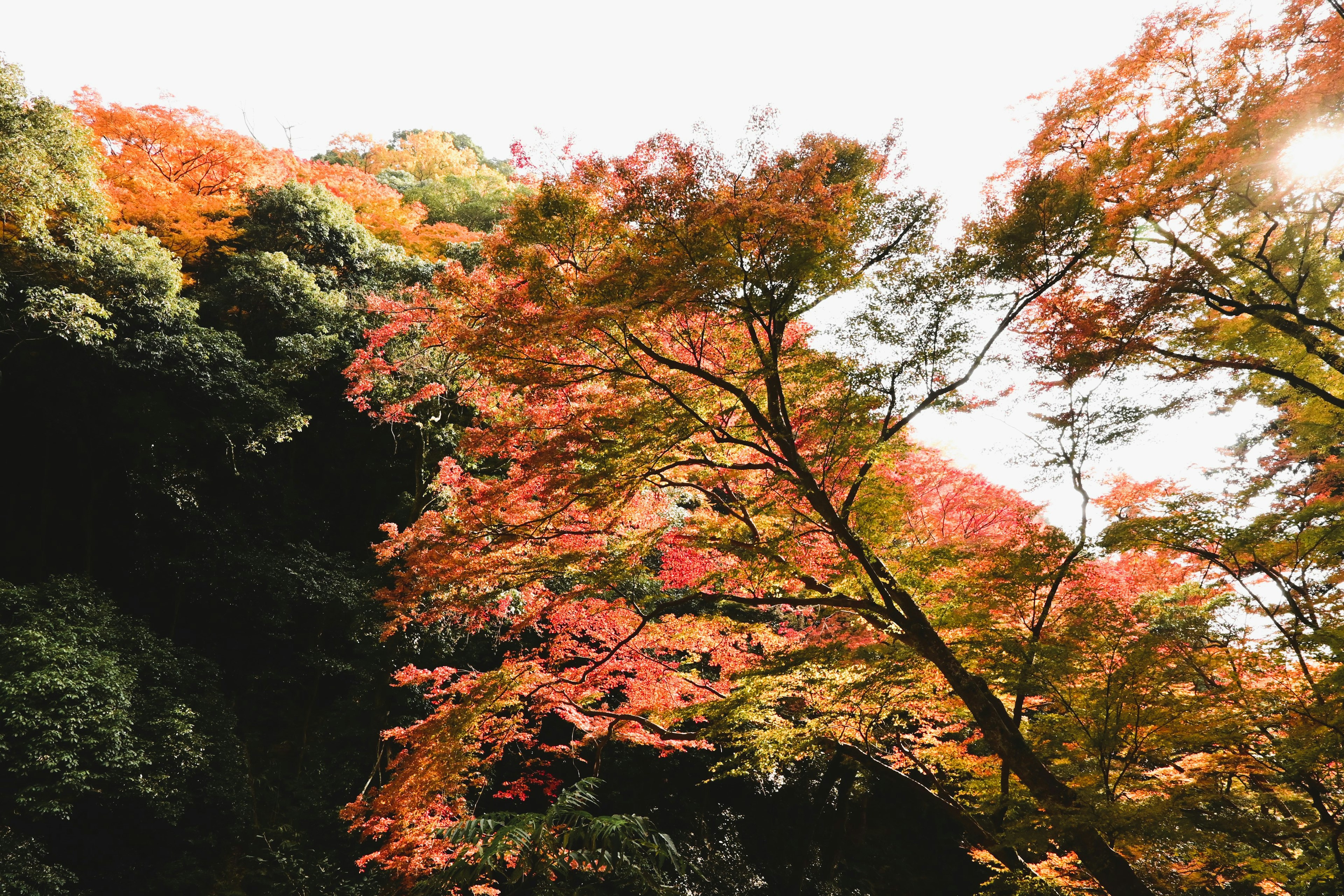 色鮮やかな紅葉が見える木々と緑の背景の風景