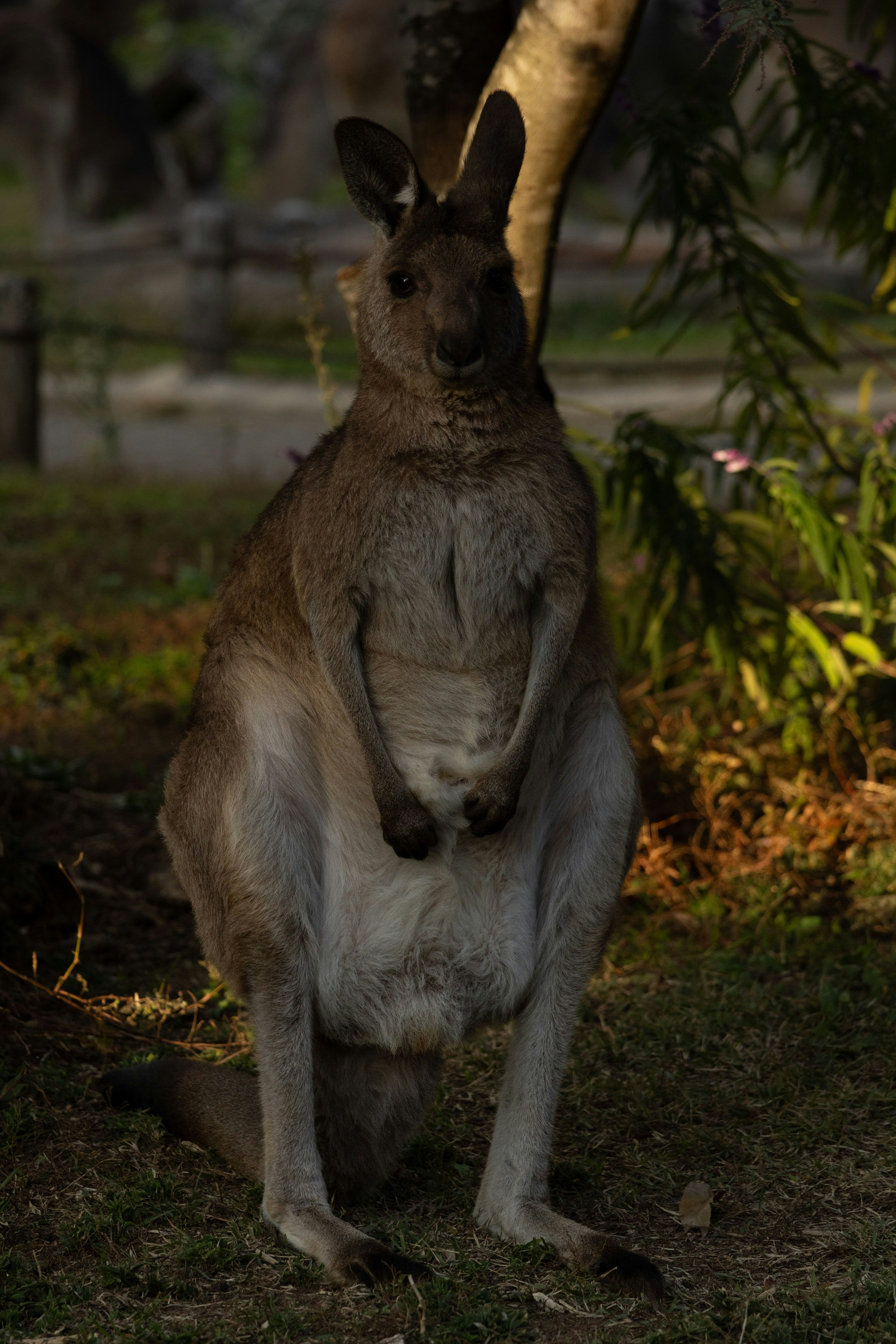 Un canguro sentado debajo de un árbol