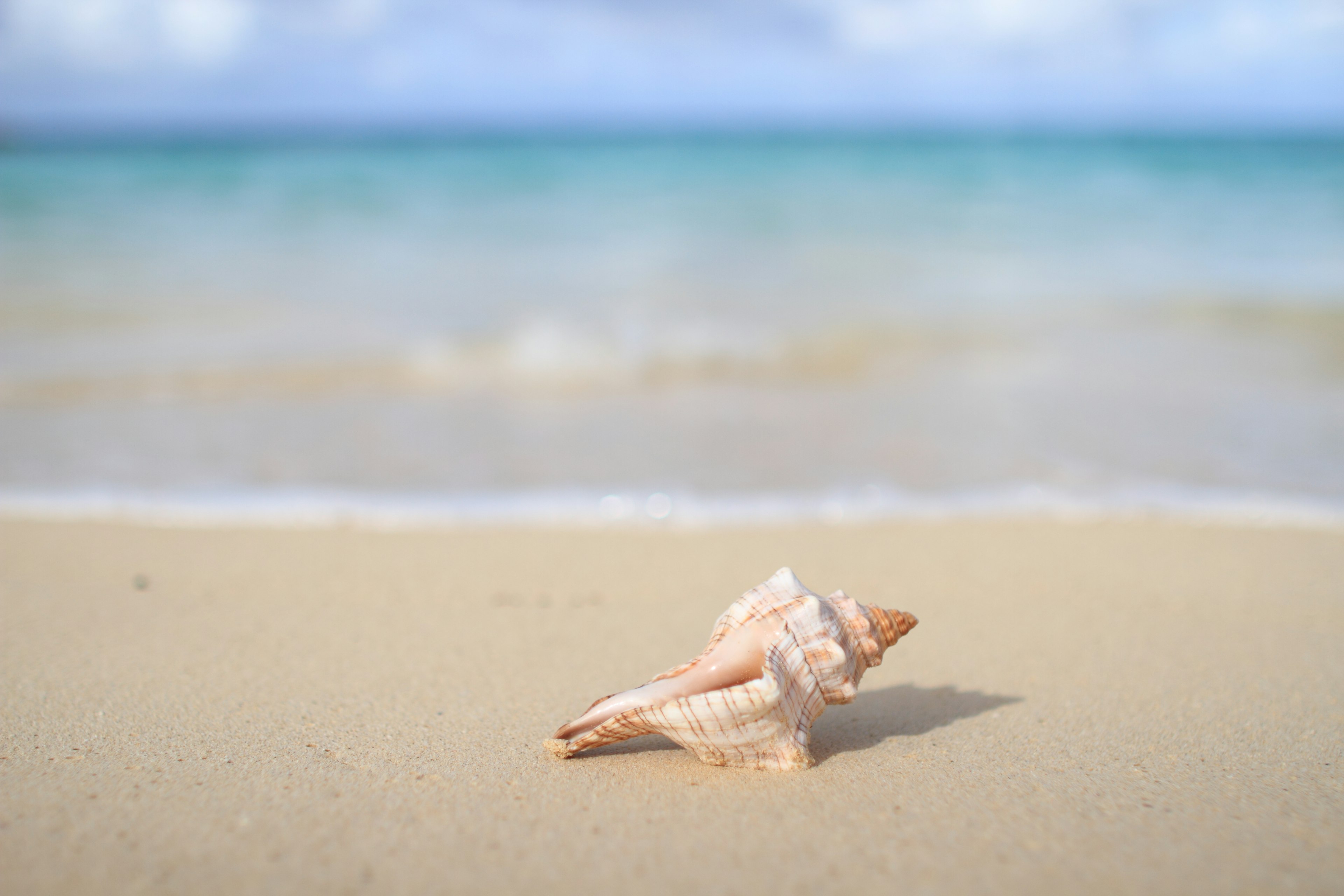 Une belle coquille sur une plage de sable avec un océan bleu