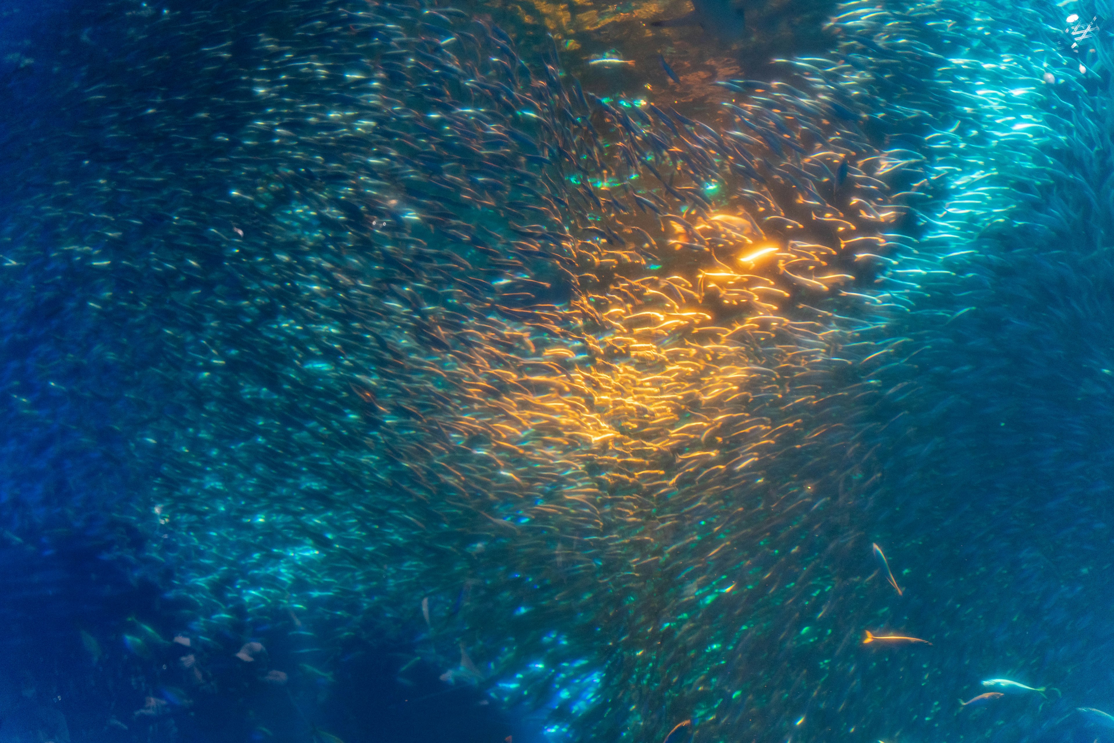 Banco de pequeños peces nadando bajo agua azul brillante