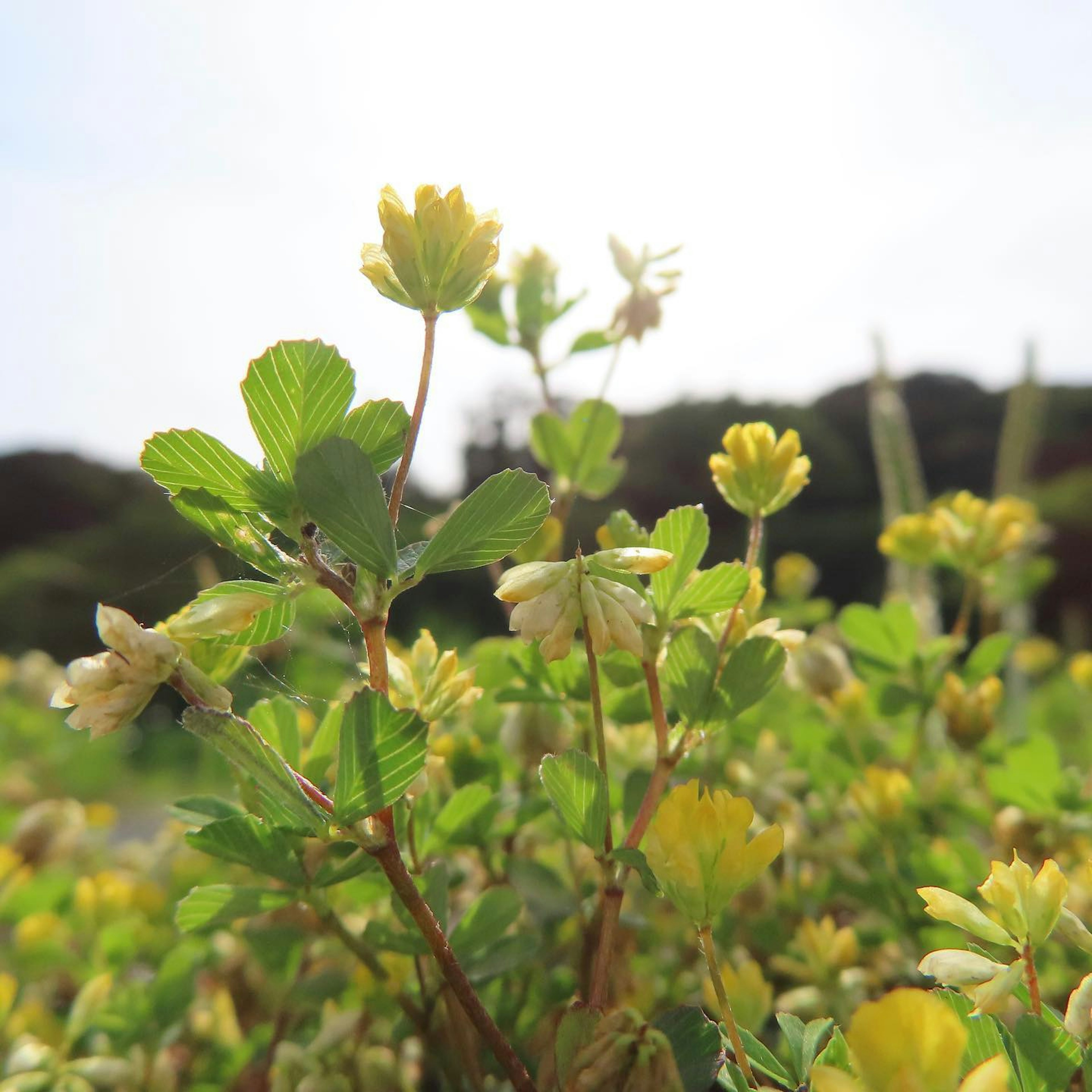 Close-up of a plant with green leaves and yellow flowers against a bright sky