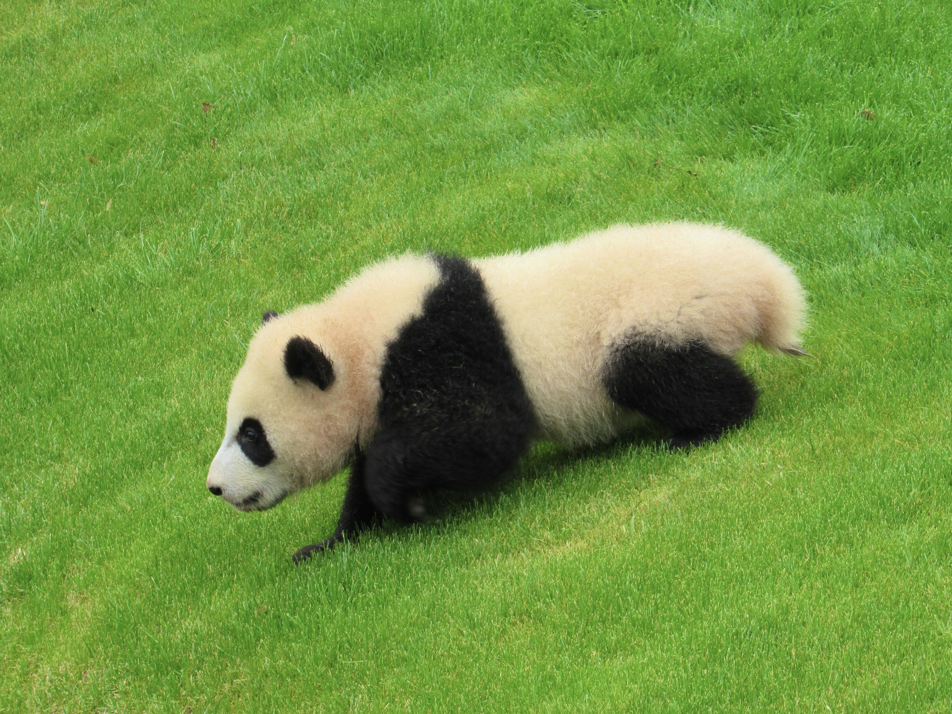 Bébé panda marchant sur l'herbe verte