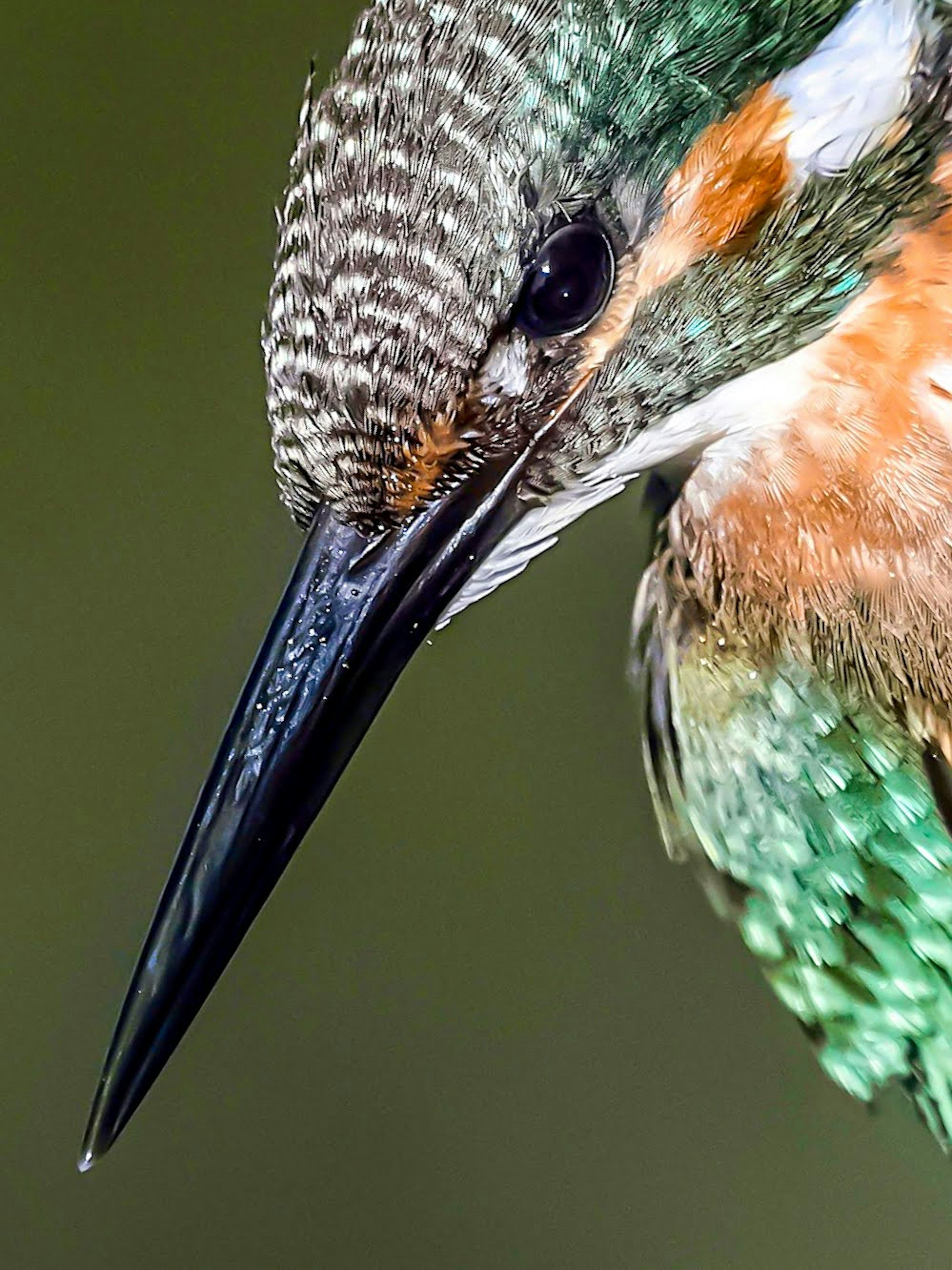 Acercamiento de un martinete con plumas vibrantes