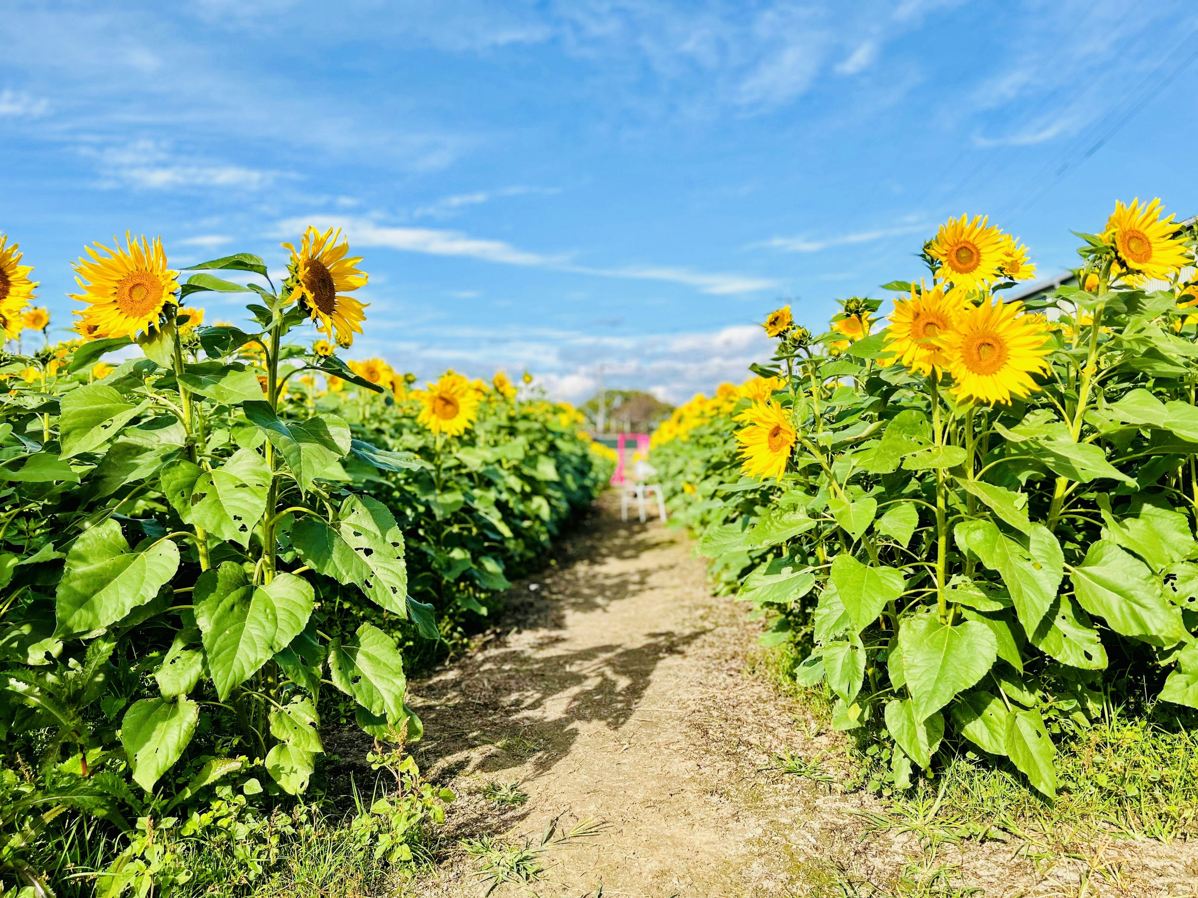 Ein Weg durch ein Sonnenblumenfeld unter einem blauen Himmel