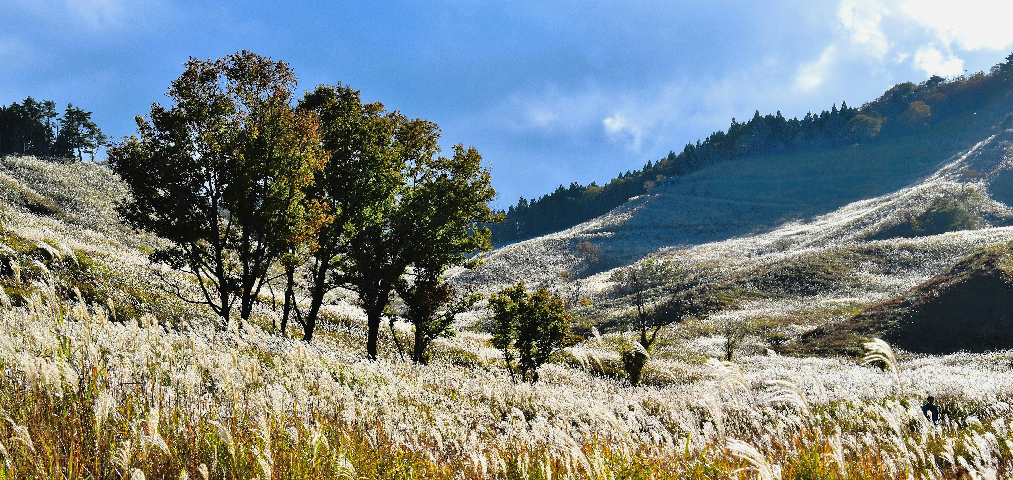 A landscape of grasslands and trees under a blue sky