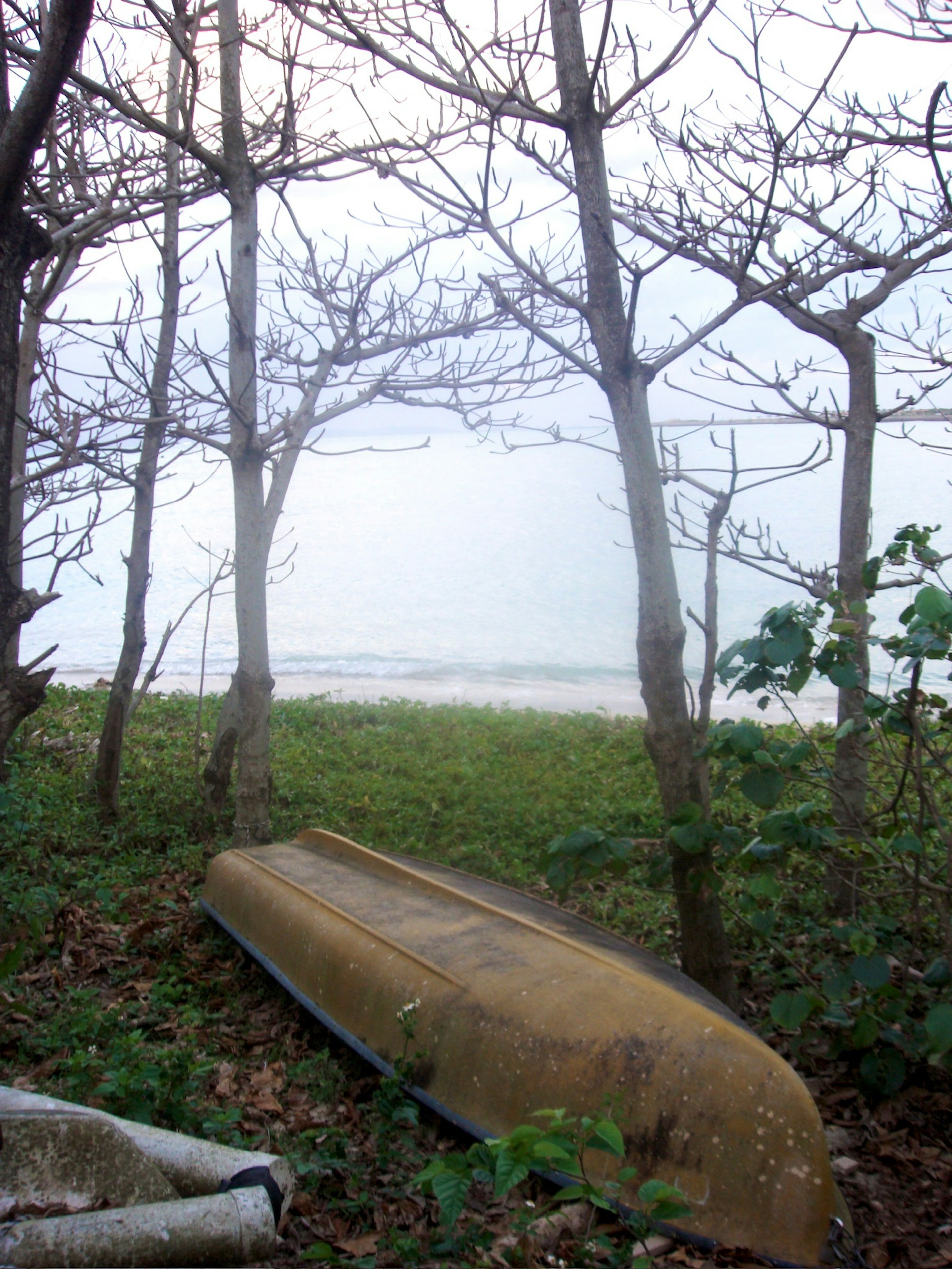 An old boat resting among trees with a view of the sea