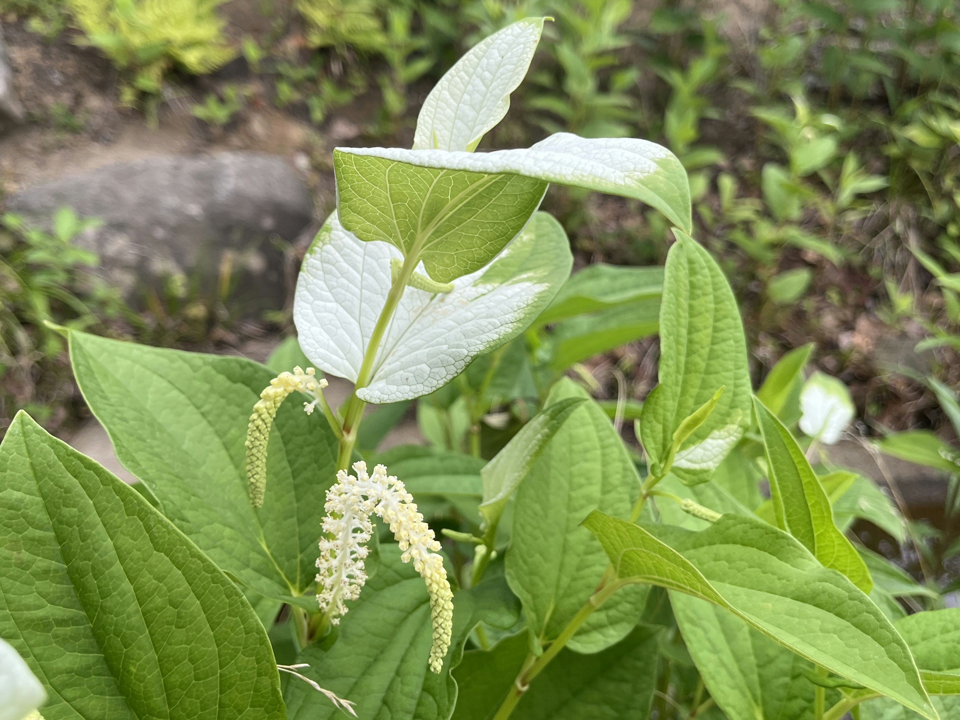 Primer plano de una planta con hojas verdes y flores blancas distintivas