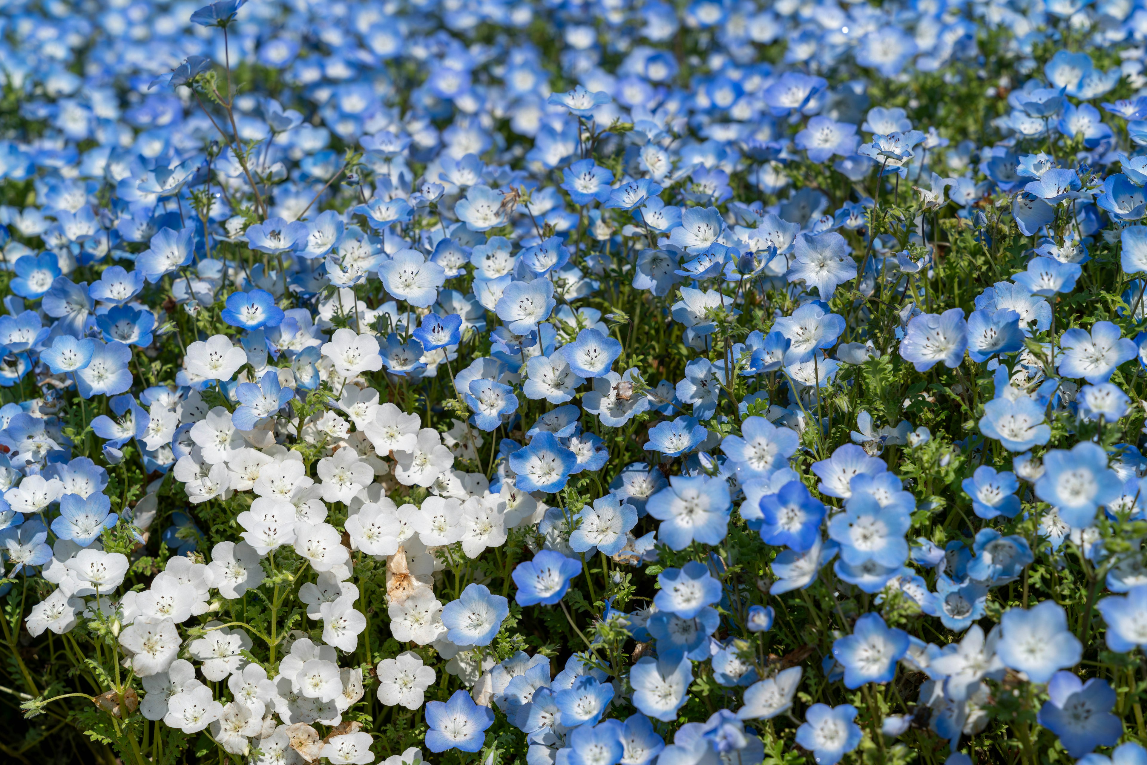 Lebendiges Feld mit blauen und weißen Blumen in voller Blüte