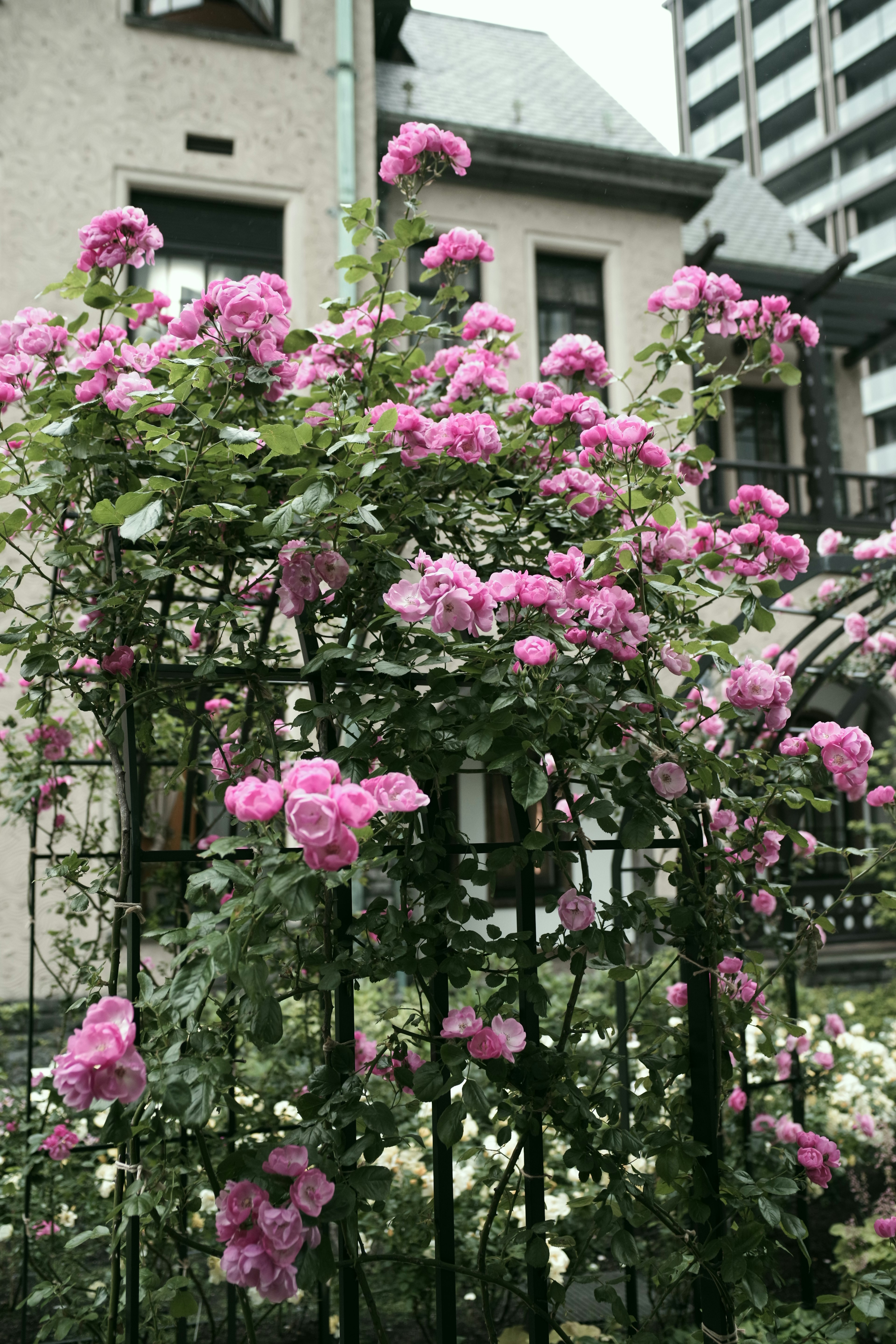 Una exuberante exhibición de rosas rosas trepando por una valla de metal negro con edificios al fondo