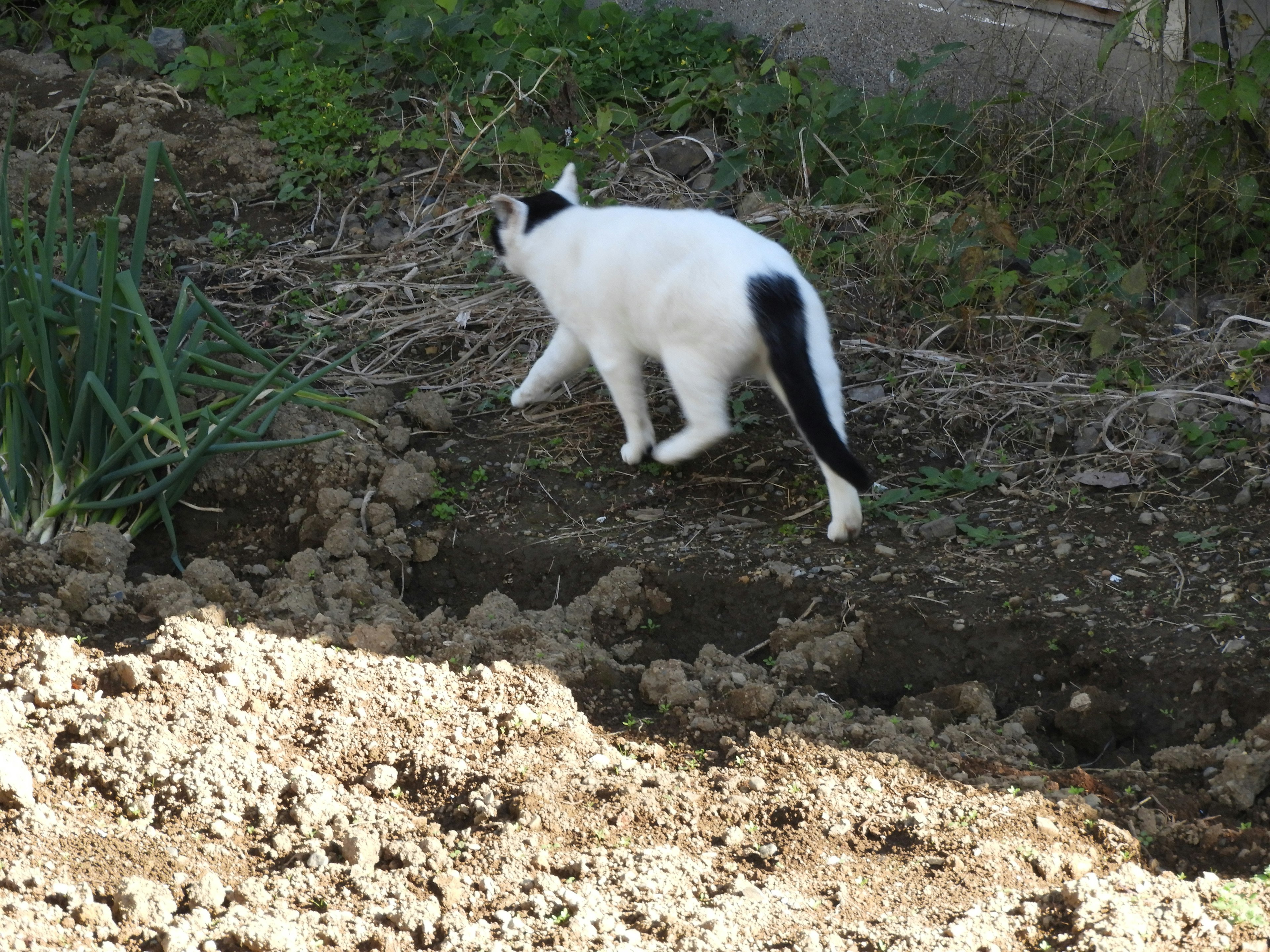 白と黒の猫が土の上を歩いている