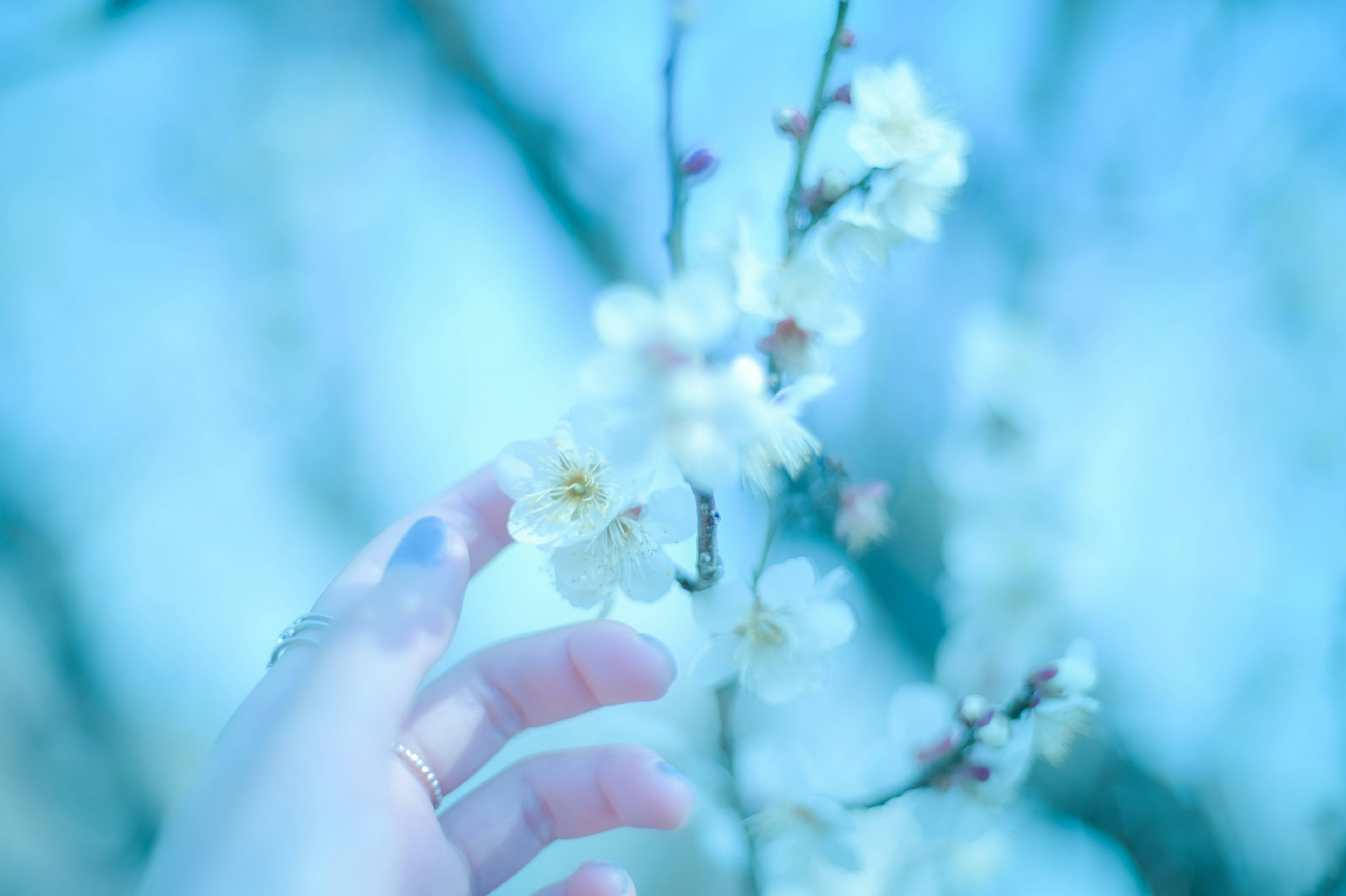 Una mano che tocca fiori bianchi su uno sfondo blu