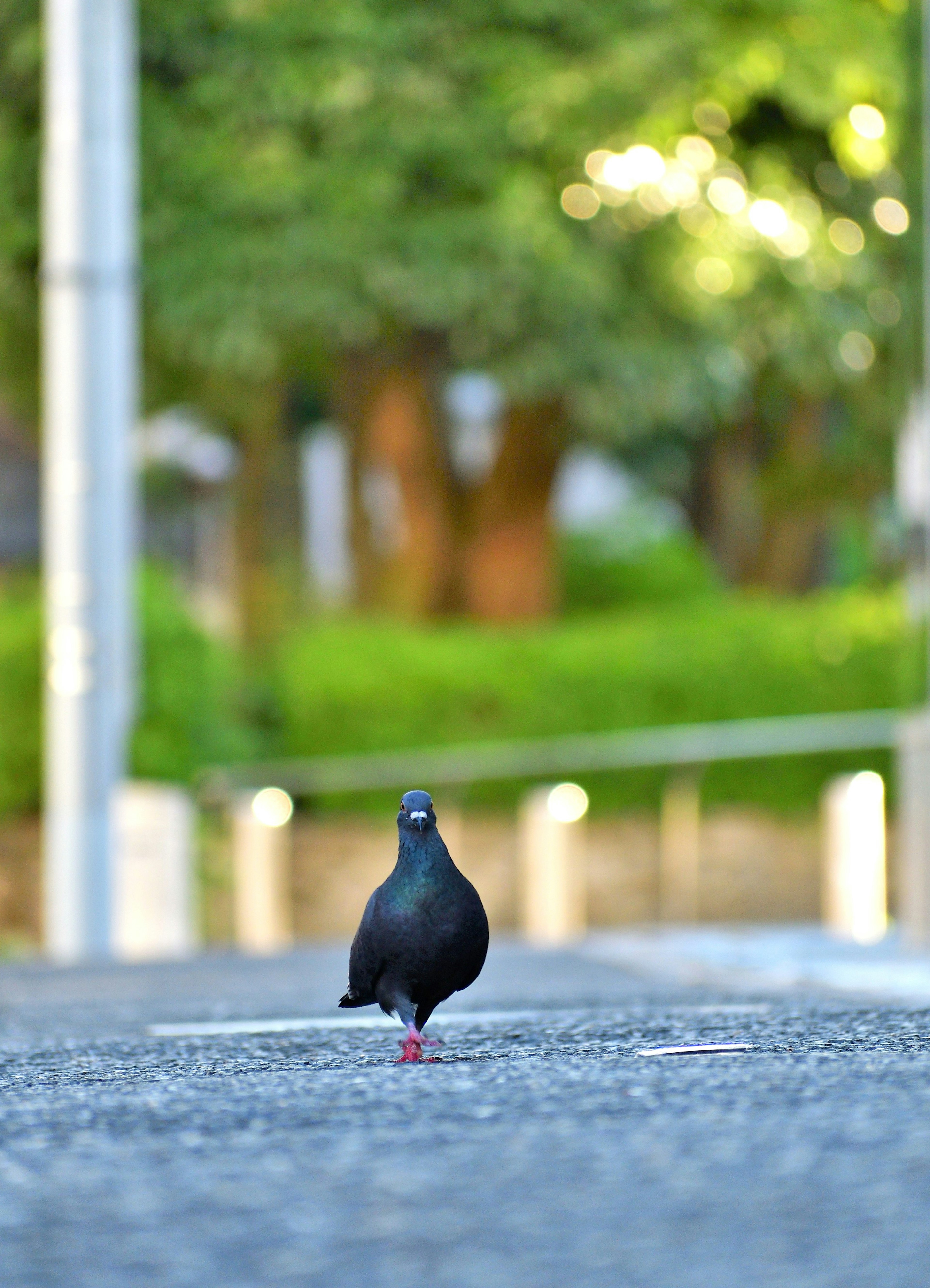 Una paloma negra caminando por una calle con árboles verdes al fondo