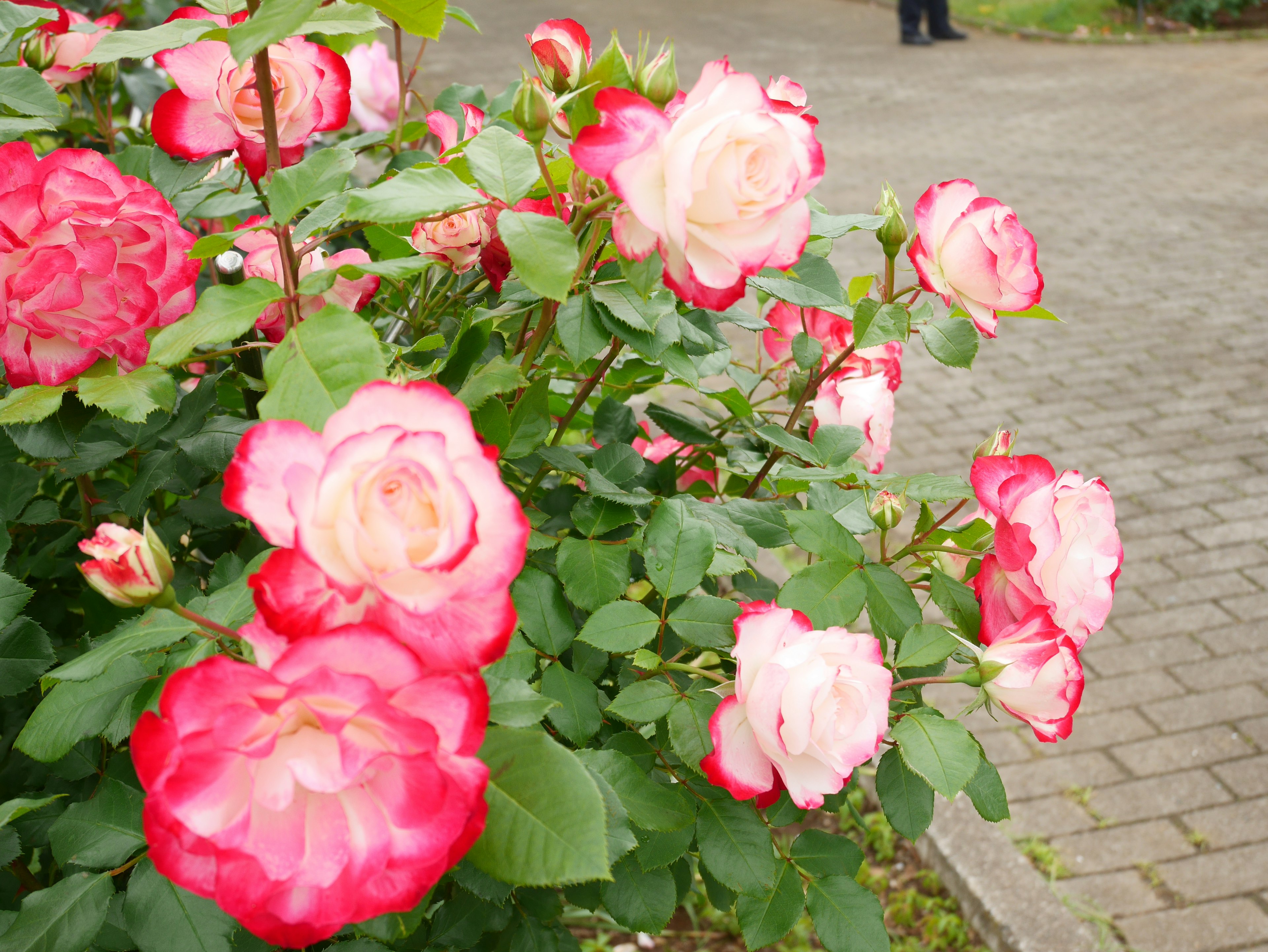 Lebendige rosa und weiße Rosen blühen in einem Garten