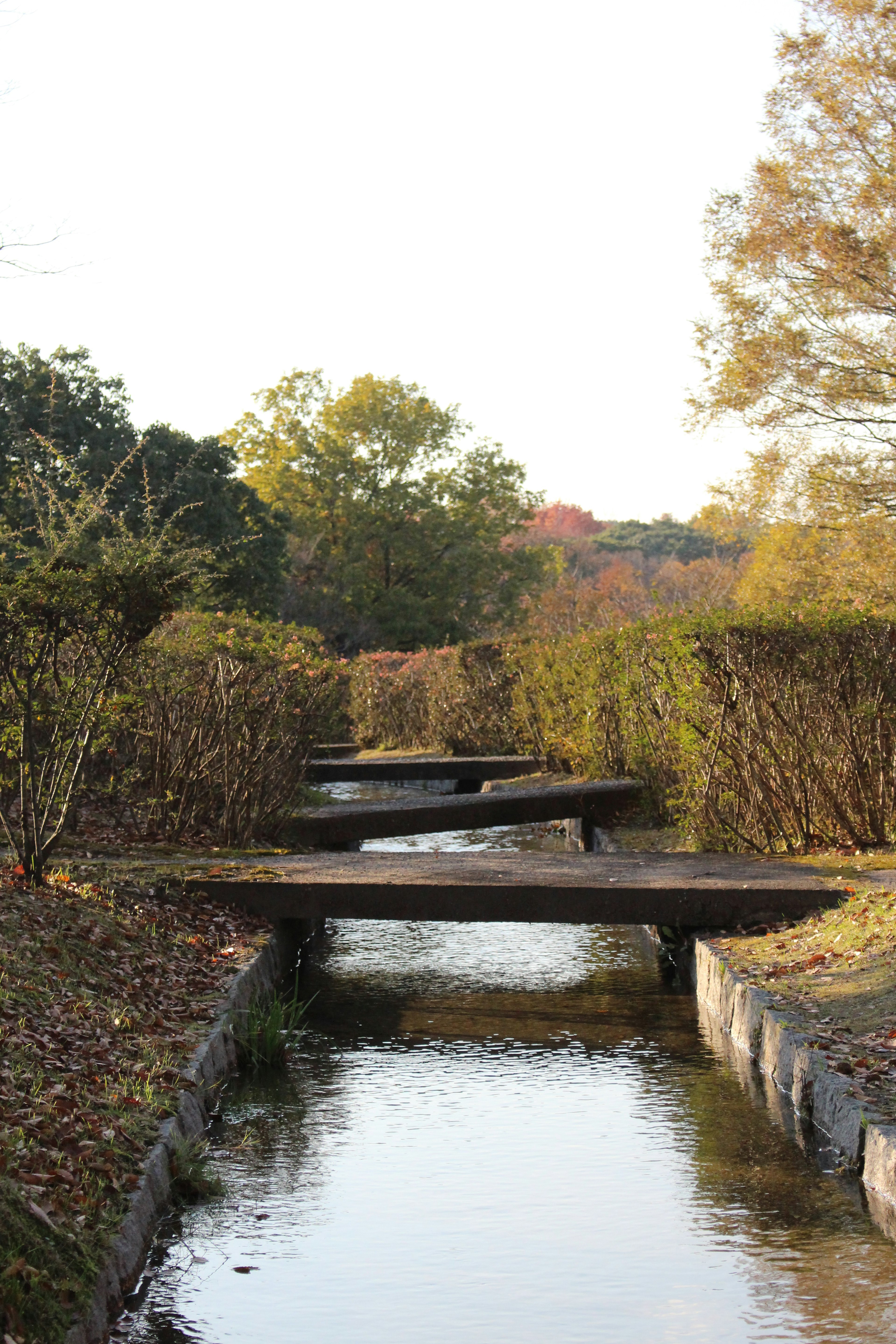 Puentes de madera sobre un arroyo rodeado de exuberante vegetación