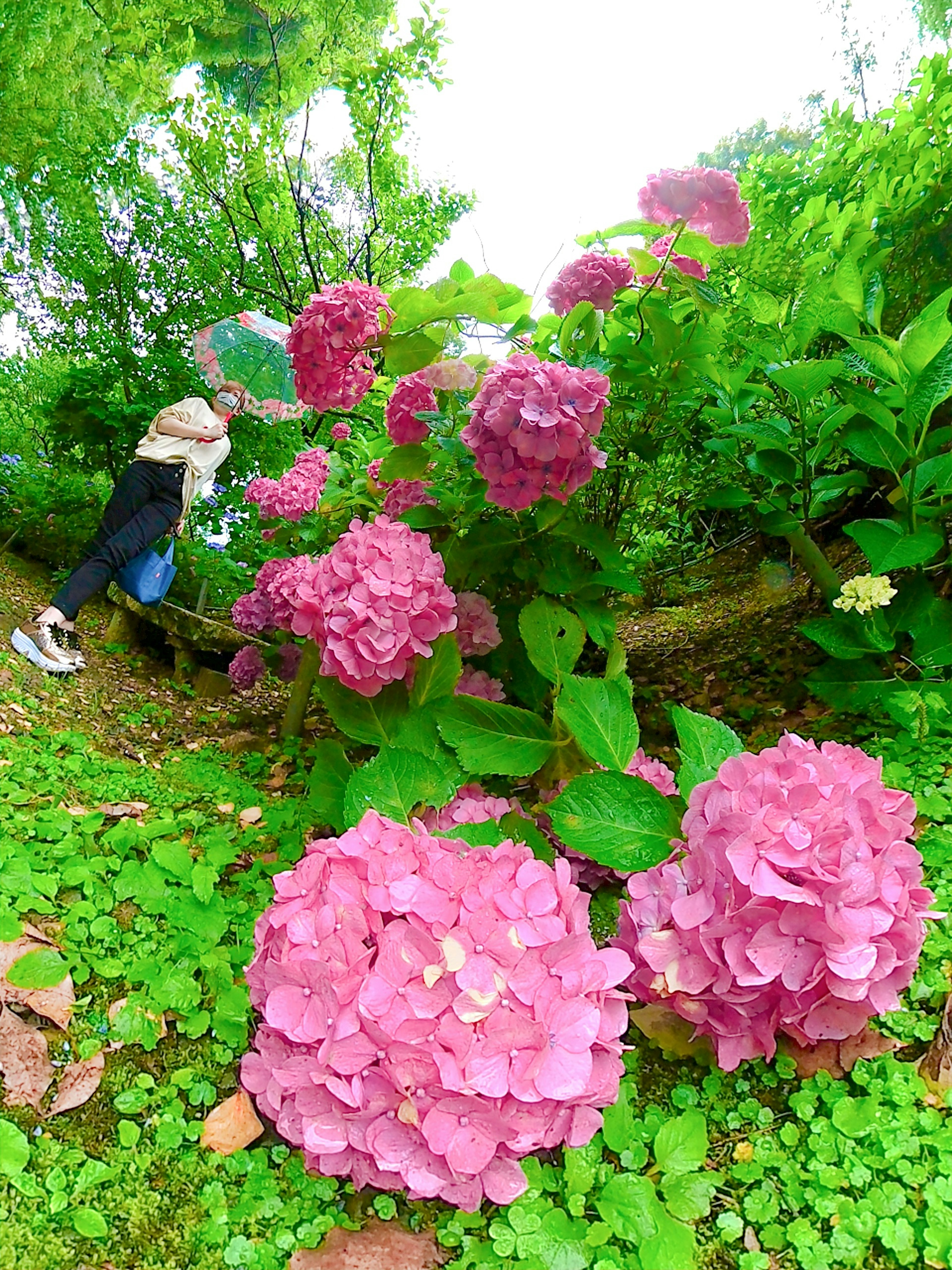 Pink hydrangea flowers blooming in a green garden with a person in the background