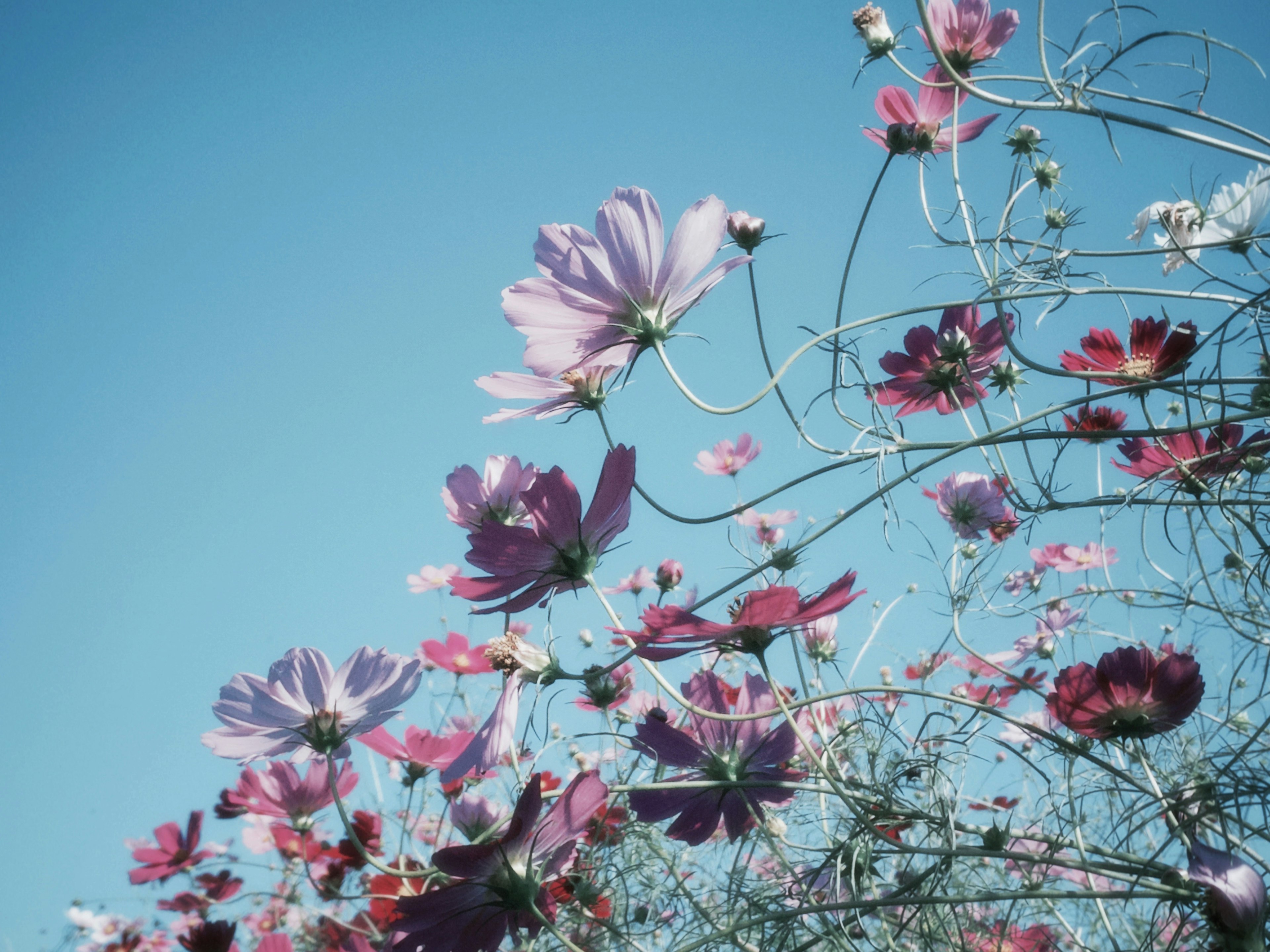 青空を背景にした色とりどりのコスモスの花