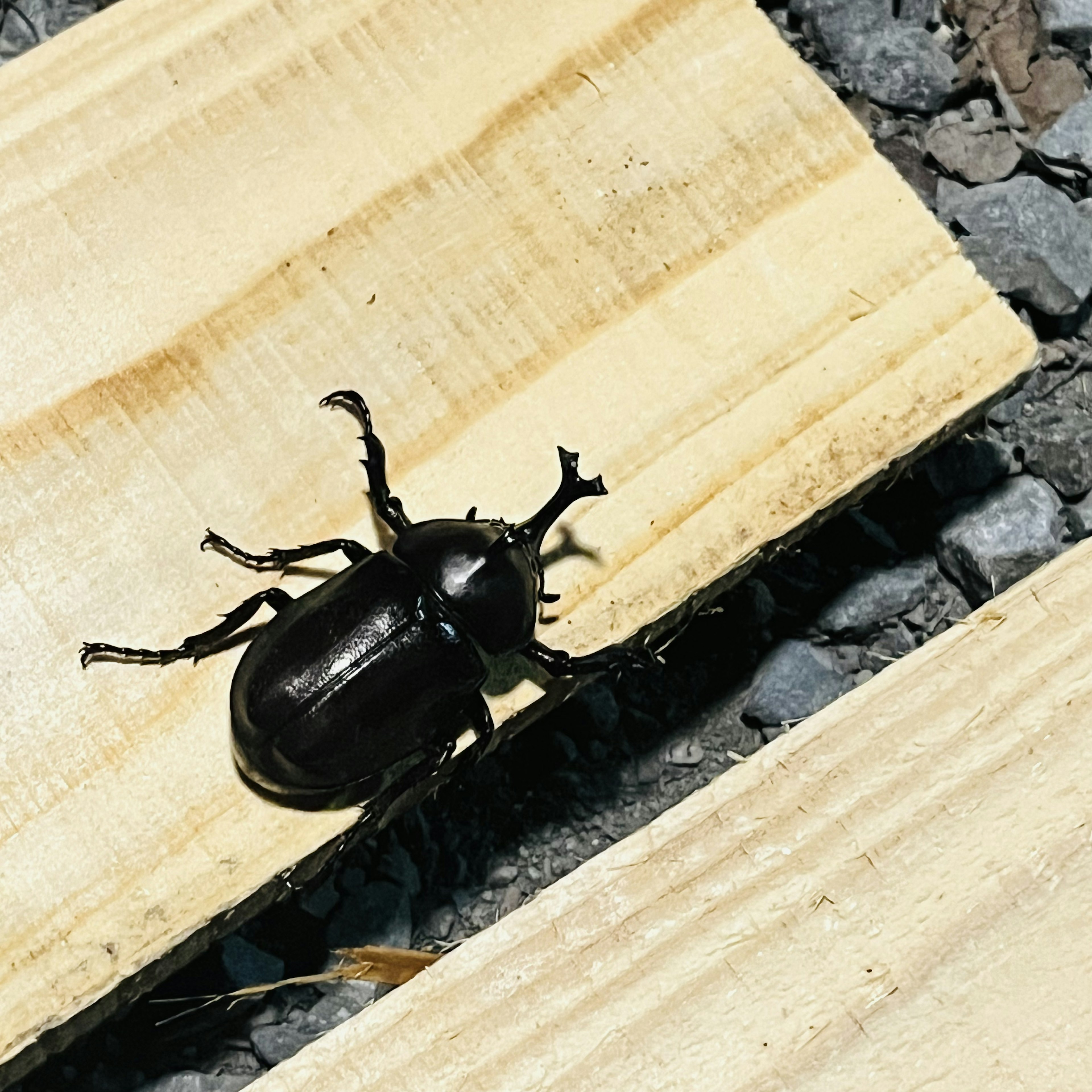 Ein schwarzer Käfer krabbelt über ein Holzbrett