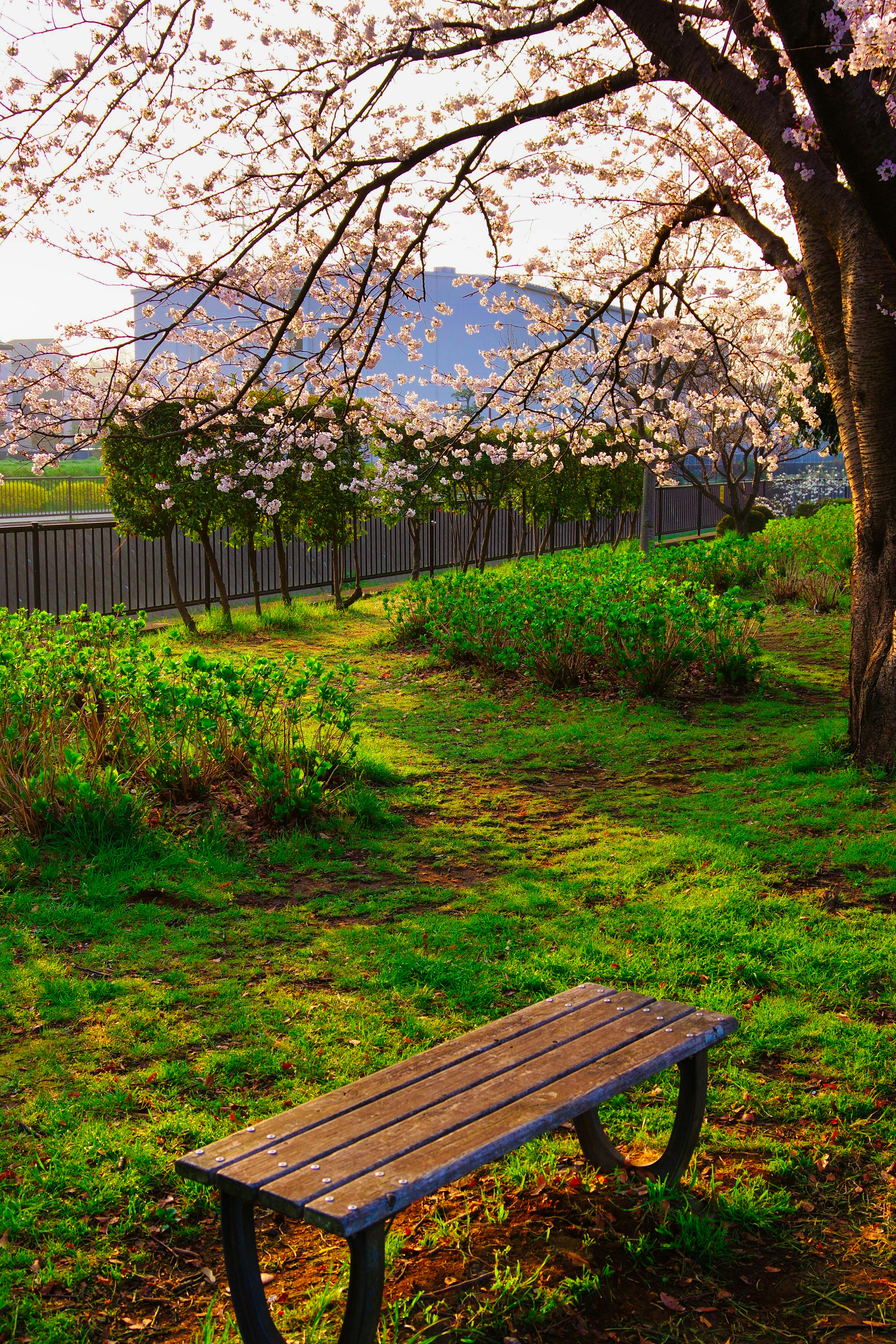 Un banc en bois sous un cerisier avec de l'herbe verte