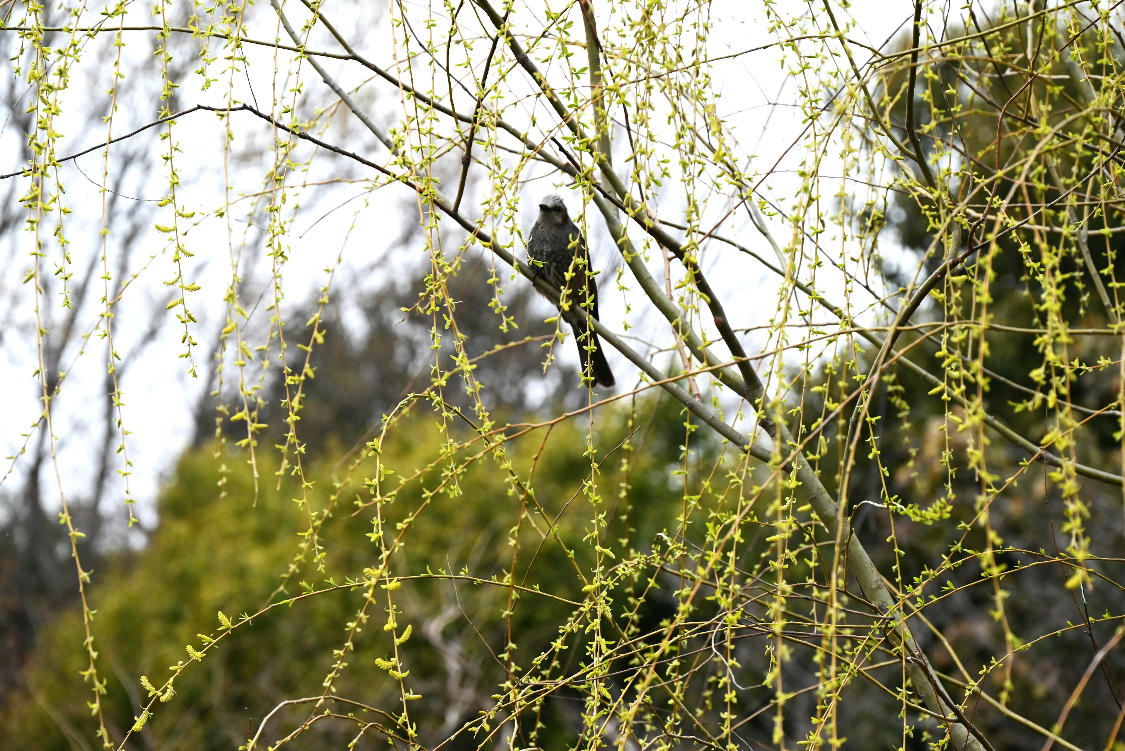 A bird perched on green branches with delicate leaves