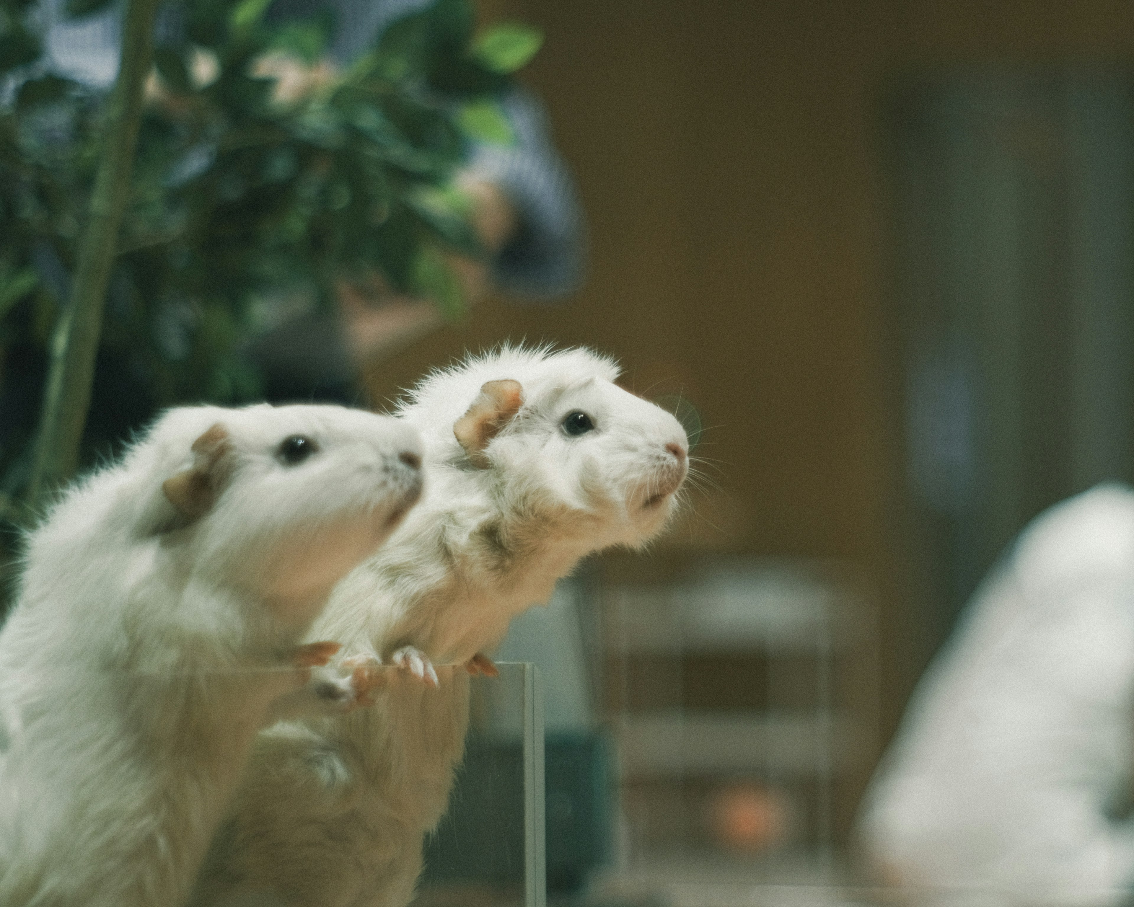 Zwei weiße Meerschweinchen nebeneinander mit Grün im Hintergrund