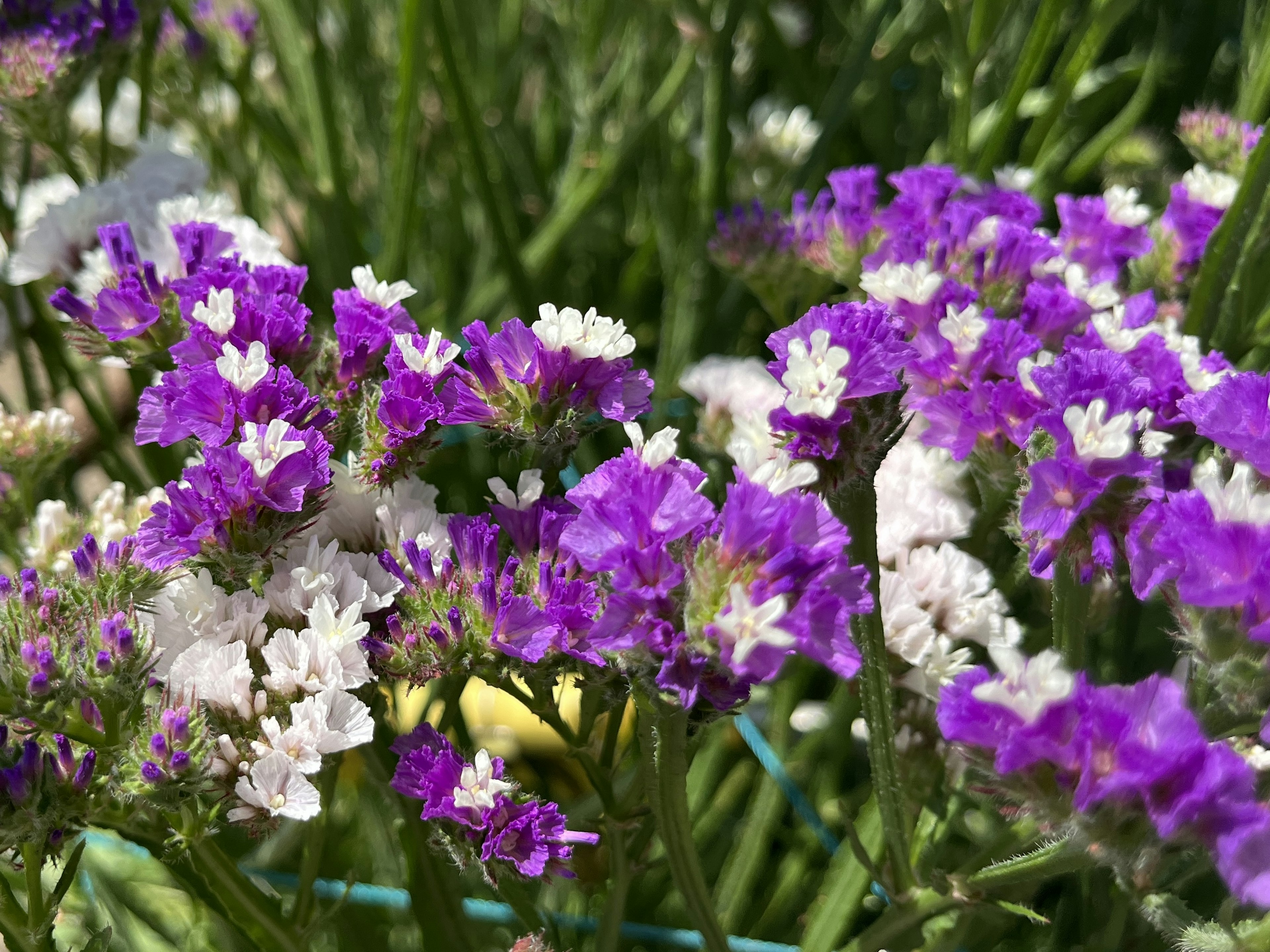 紫と白の花が咲く草地のクローズアップ