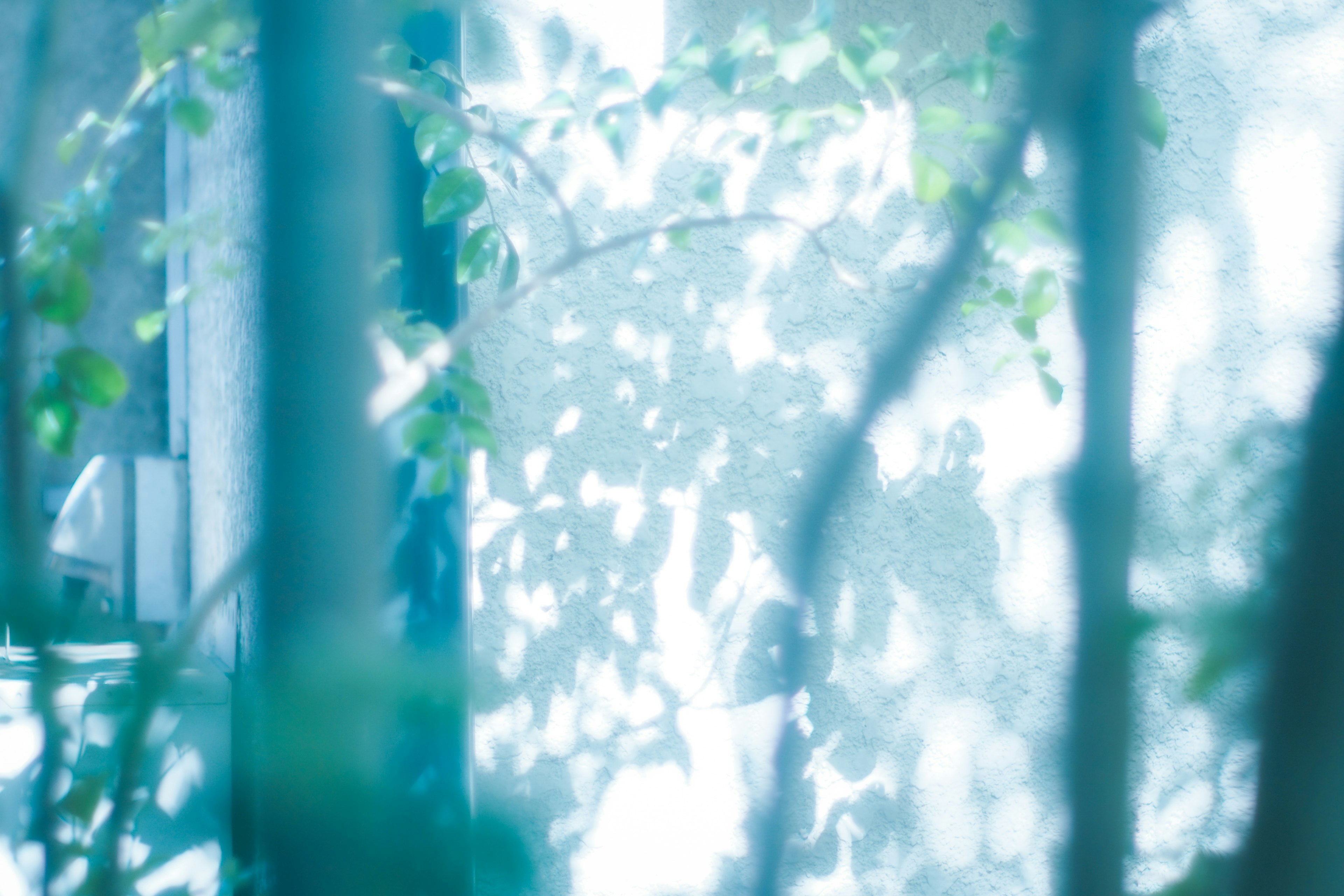 Lumière bleue douce filtrée à travers les feuilles créant un fond serein